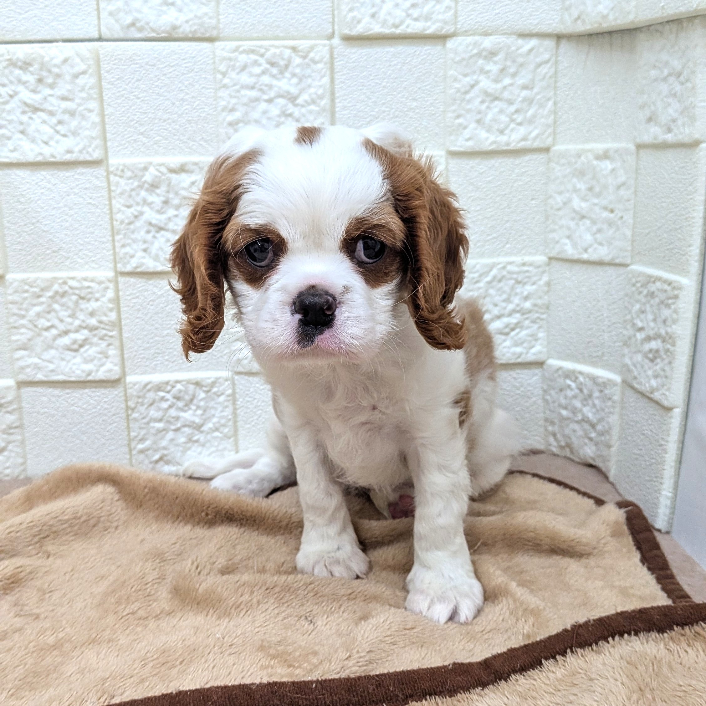 愛知県のキャバリアキングチャールズスパニエル (犬の家＆猫の里碧南店/2025年9月10日生まれ/女の子/ブレンハイム)の子犬の3枚目の画像