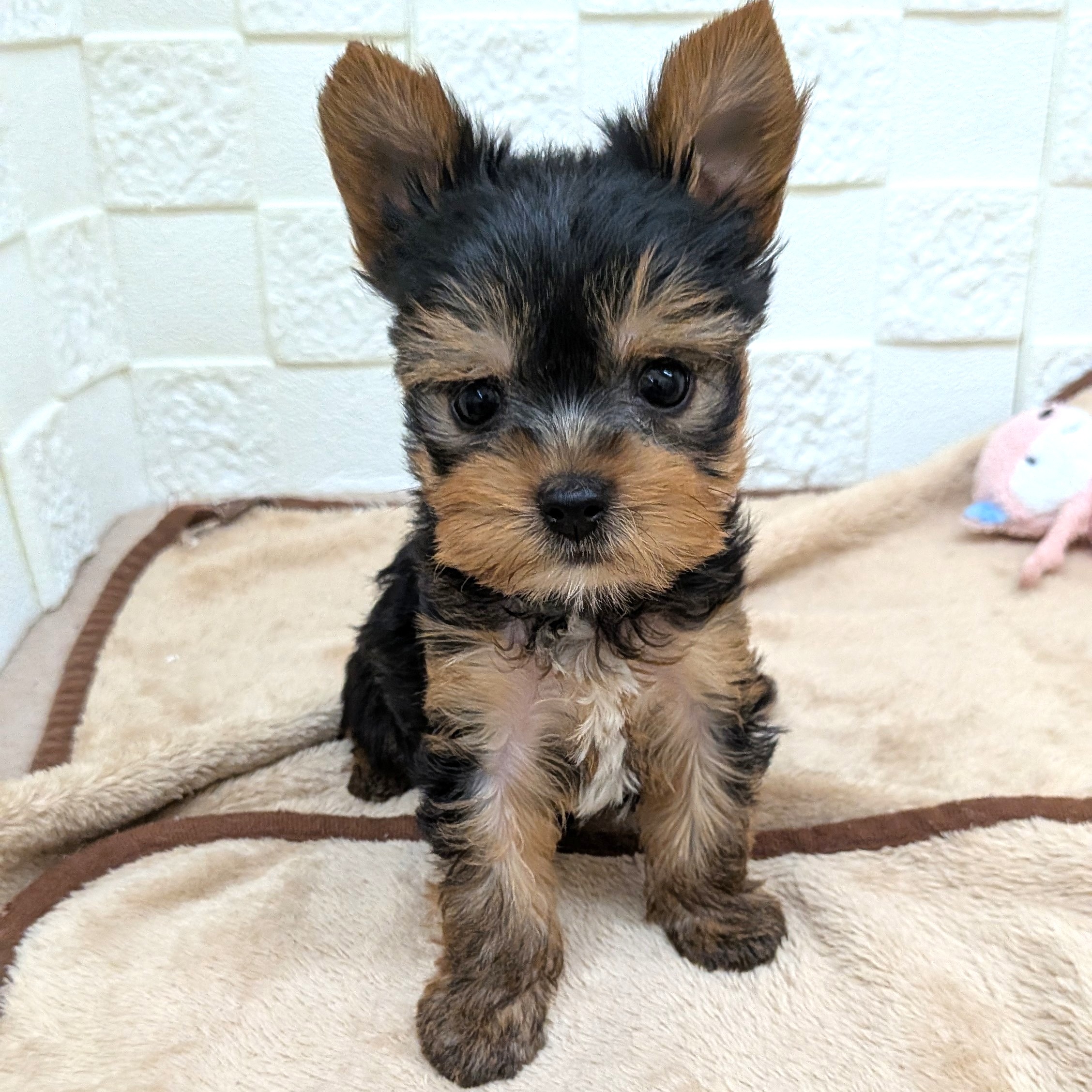 愛知県のヨークシャーテリア (犬の家＆猫の里碧南店/2025年9月8日生まれ/女の子/スチールブルータン)の子犬の3枚目の画像