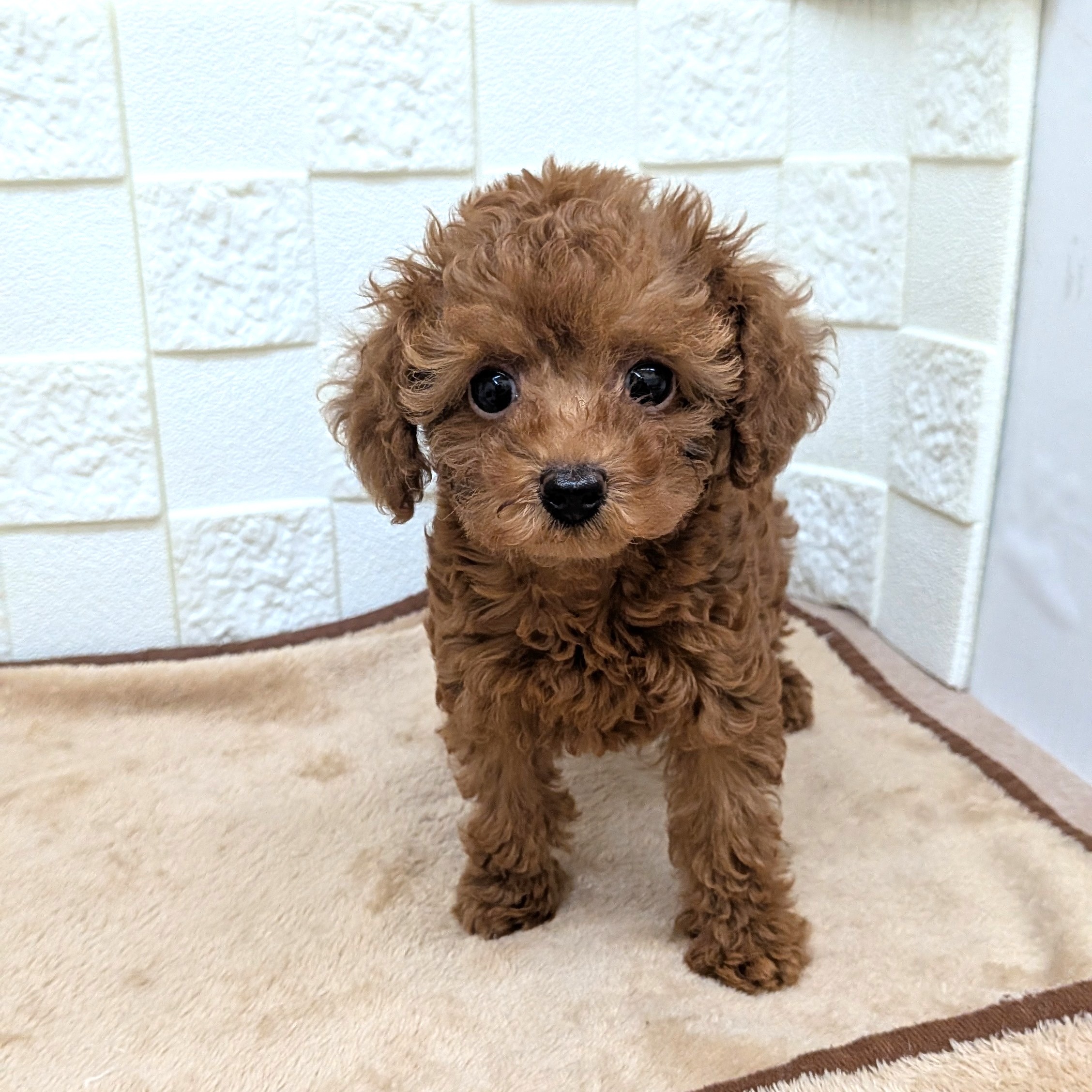 愛知県のトイプードル(タイニー) (犬の家＆猫の里碧南店/2025年9月1日生まれ/女の子/レッドフォーン)の子犬の3枚目の画像