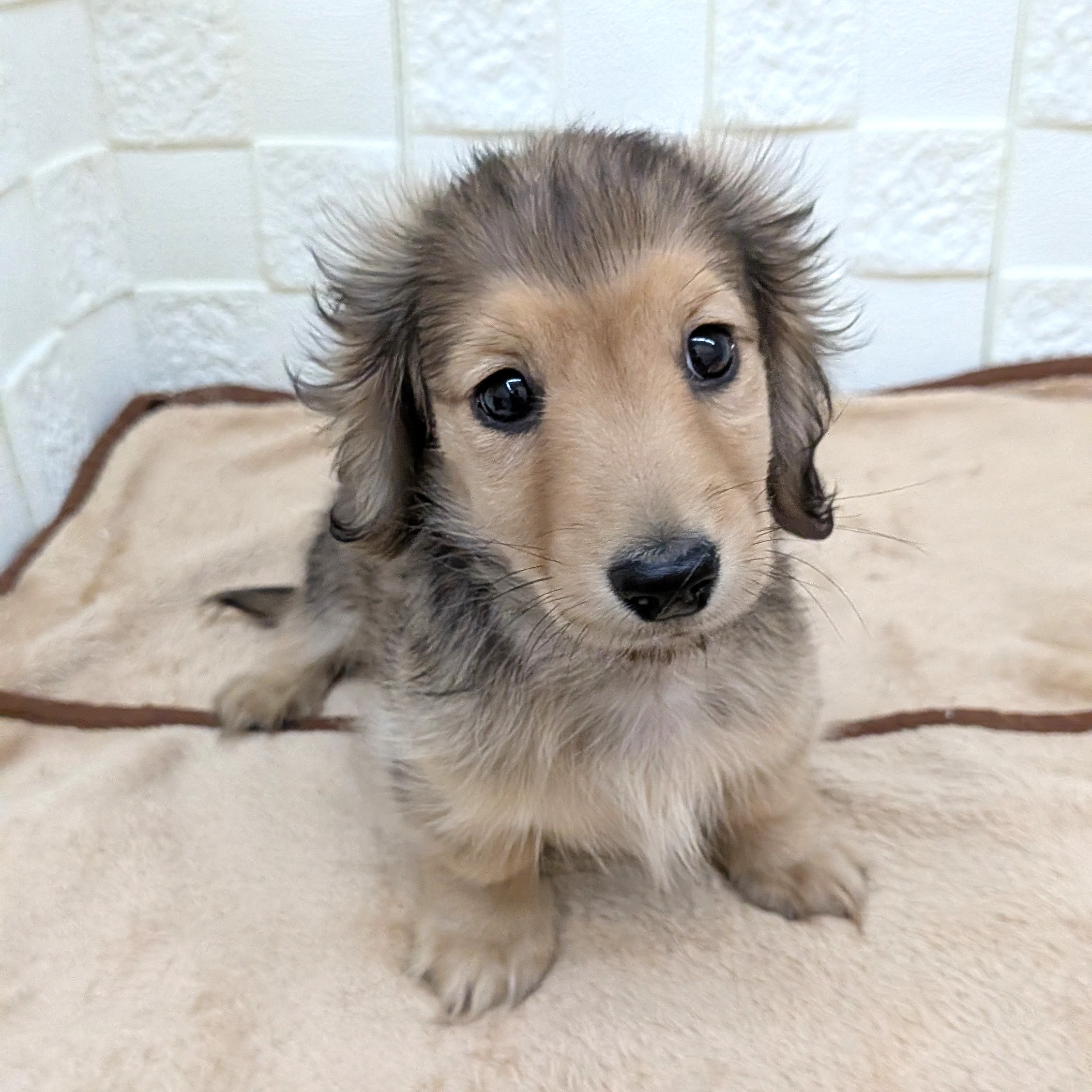 愛知県のカニンヘンダックスフンド(ロング) (犬の家＆猫の里碧南店/2025年9月14日生まれ/男の子/シェーデットイエロー)の子犬の3枚目の画像