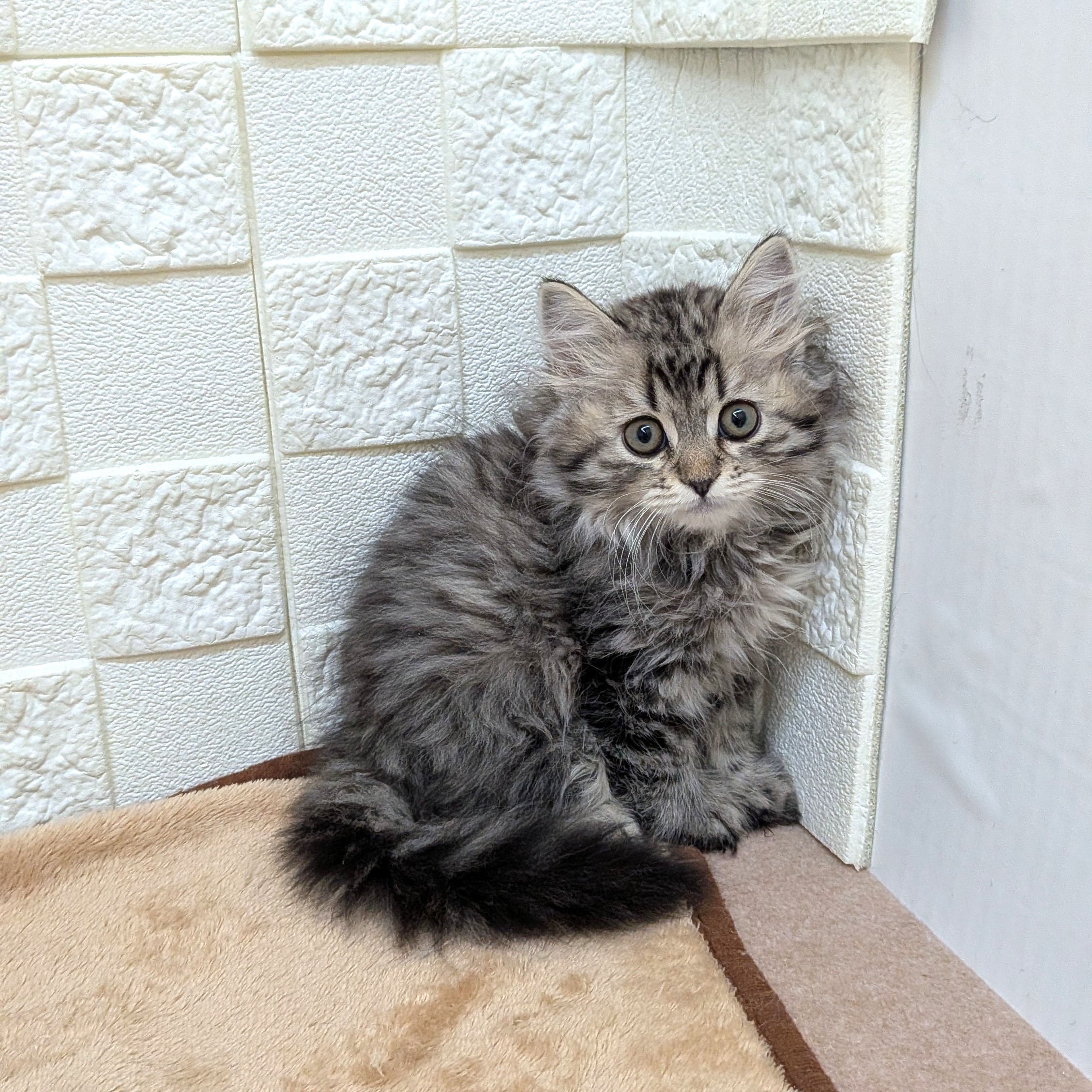 愛知県のスコティッシュストレート (犬の家＆猫の里碧南店/2025年9月12日生まれ/男の子/ブラウンタビー)の子猫の3枚目の画像