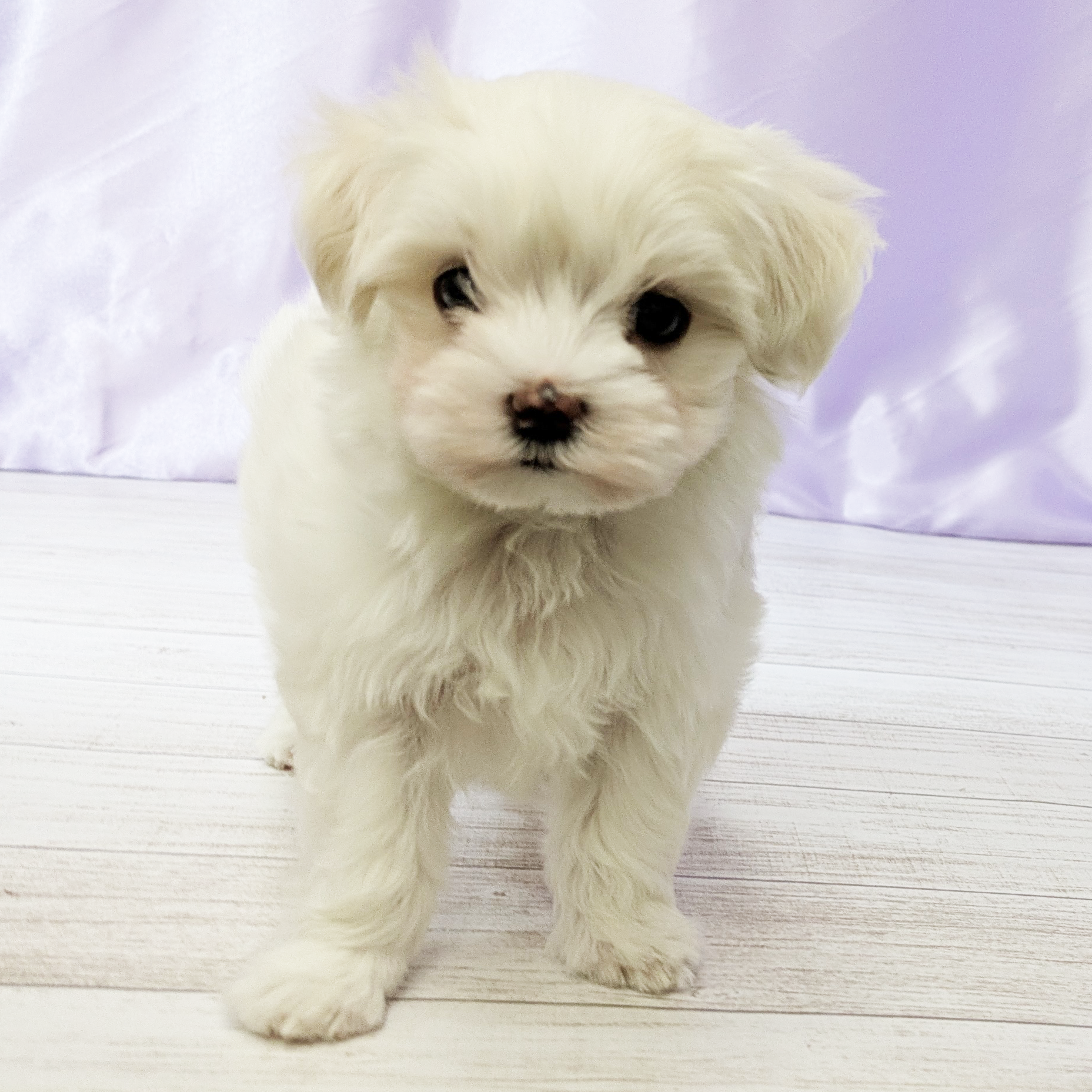 兵庫県のマルチーズ (犬の家＆猫の里尼崎店/2025年9月21日生まれ/女の子/ホワイト)の子犬の3枚目の画像