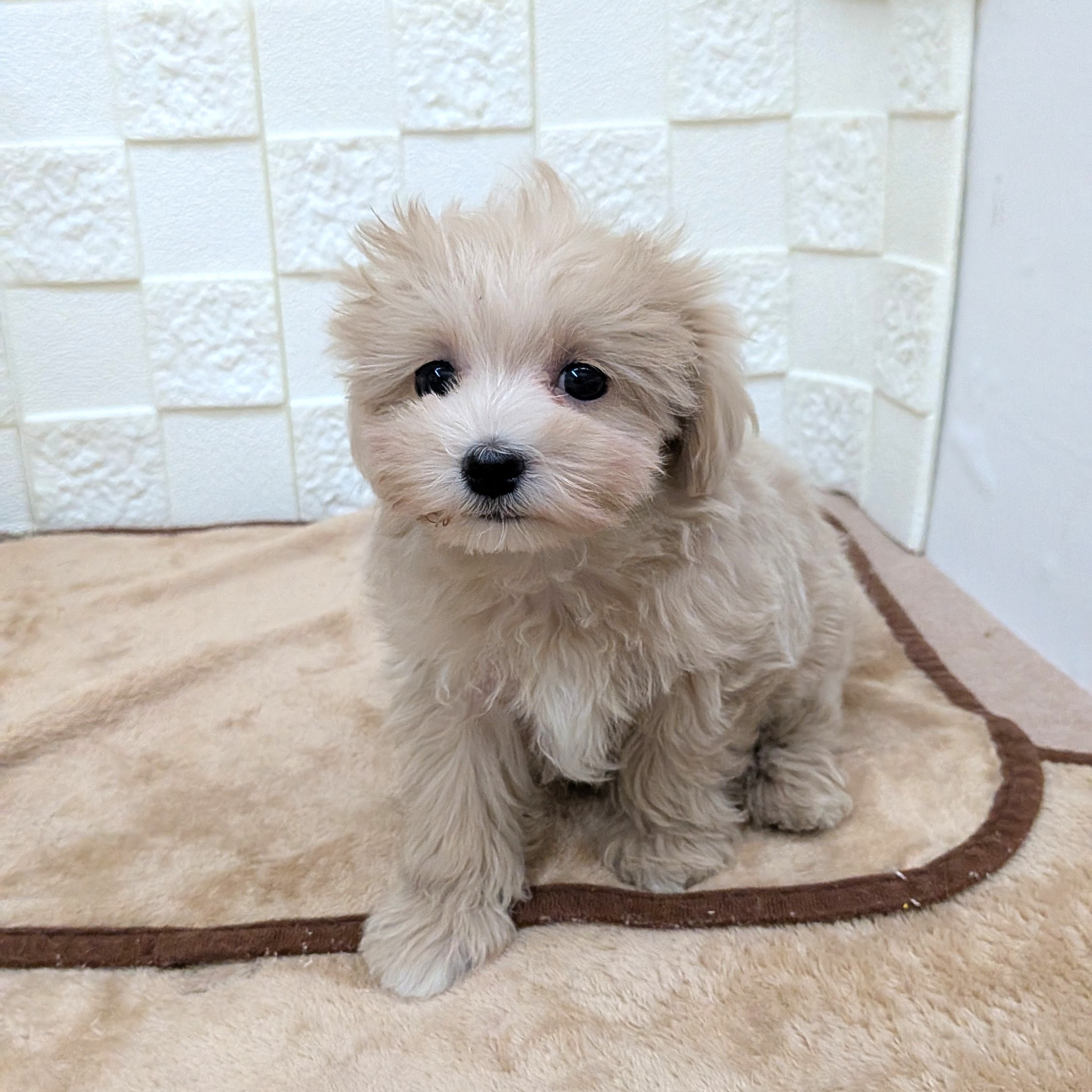 愛知県のマルプー(マルチーズ×プードル) (犬の家＆猫の里碧南店/2025年9月18日生まれ/女の子/クリームホワイト)の子犬の3枚目の画像