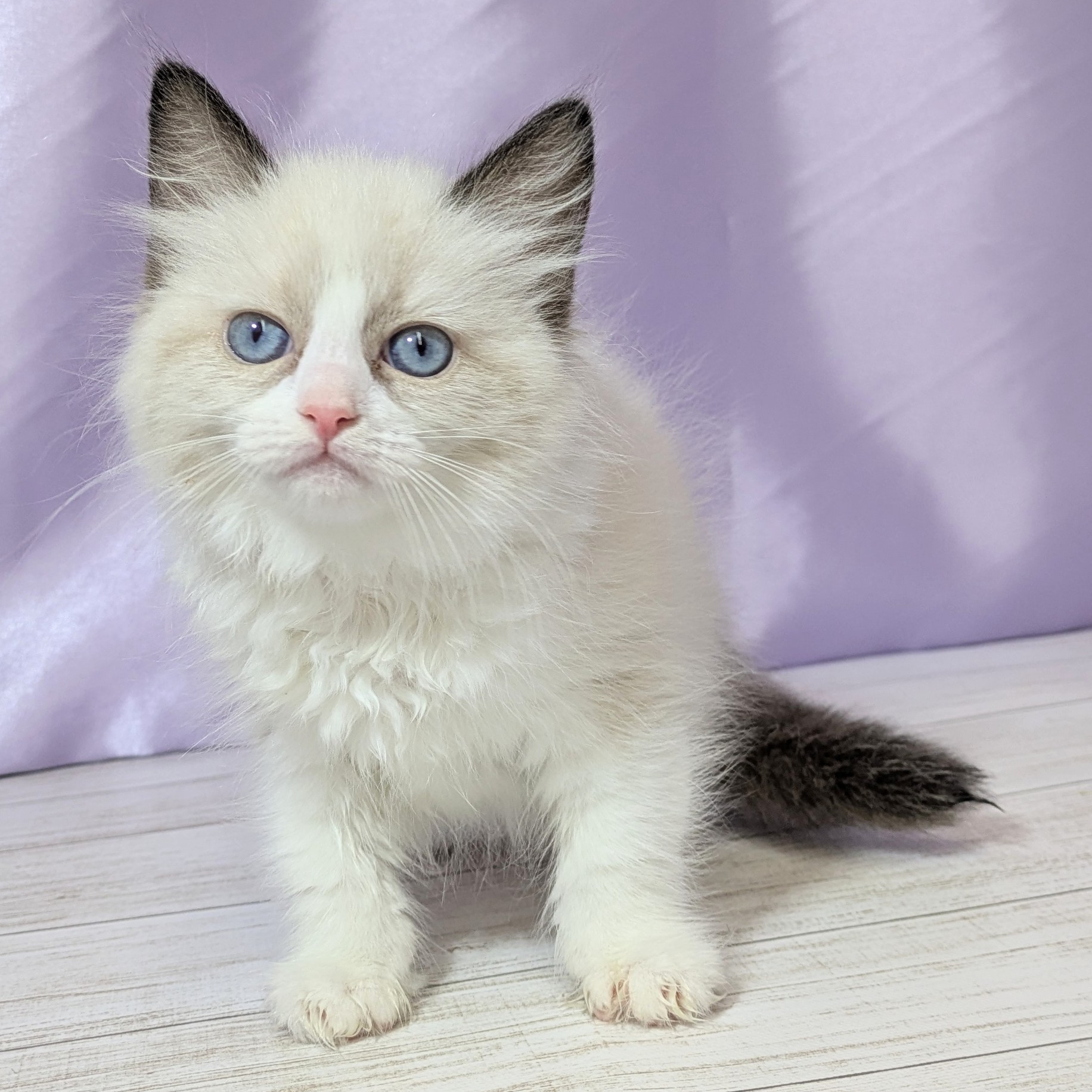 兵庫県のラグドール (犬の家＆猫の里尼崎店/2025年10月26日生まれ/女の子/シールポイントバイカラー)の子猫の3枚目の画像