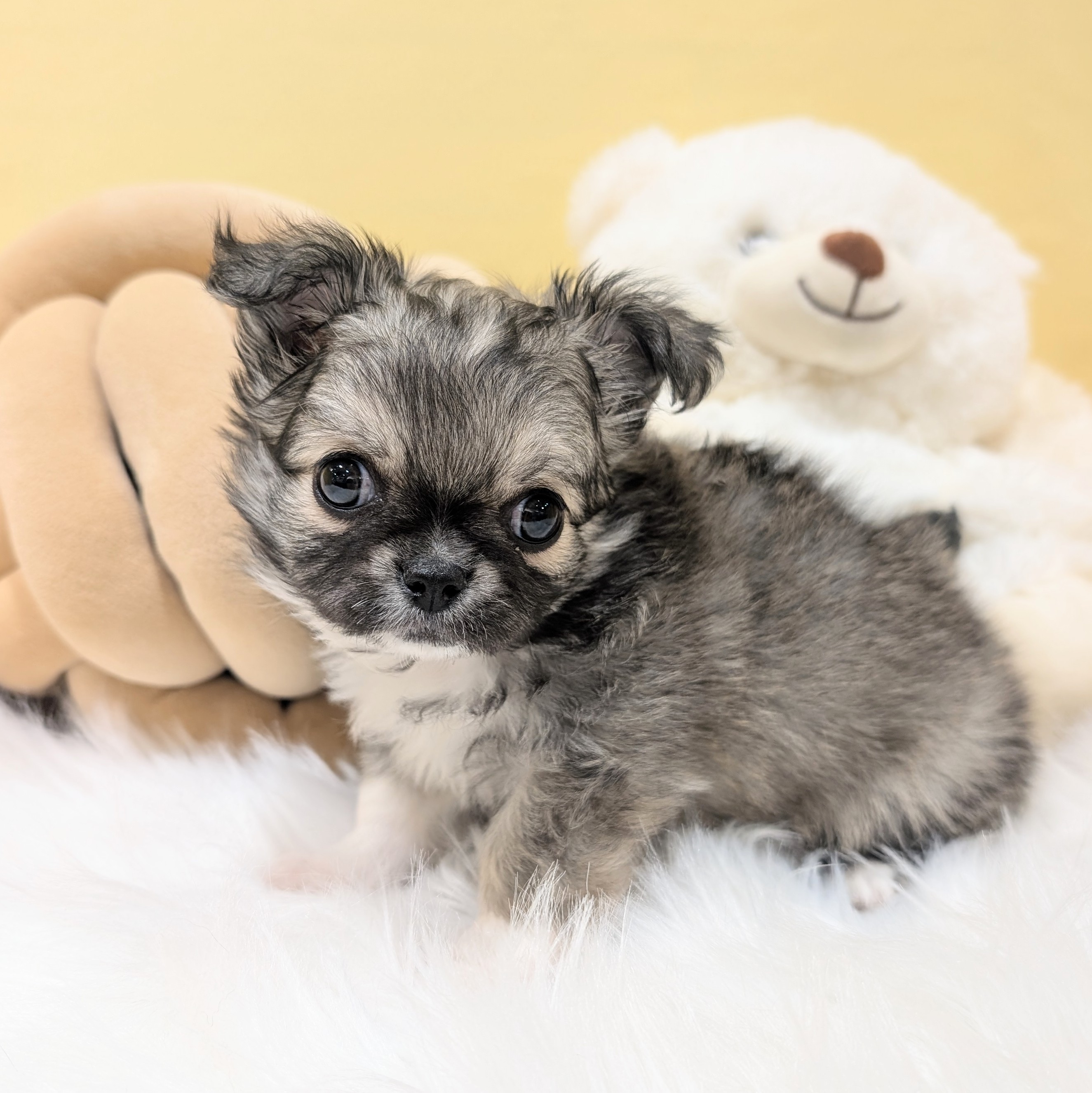 神奈川県のチワワ(ロング) (犬の家＆猫の里元住吉ブレーメン通り店/2025年11月17日生まれ/女の子/フォーン)の子犬の3枚目の画像