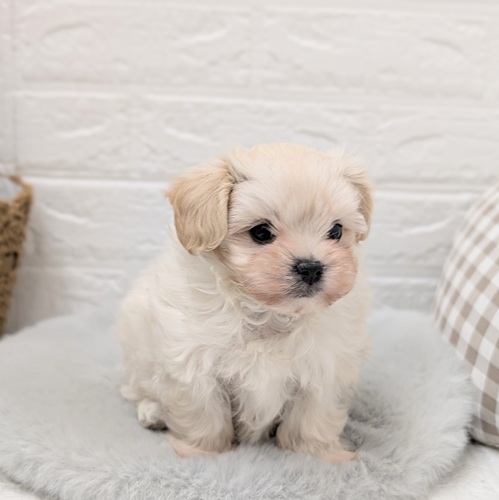 愛知県のマルプー(マルチーズ×プードル) (犬の家＆猫の里豊川インター店/2025年12月6日生まれ/男の子/クリーム)の子犬の3枚目の画像
