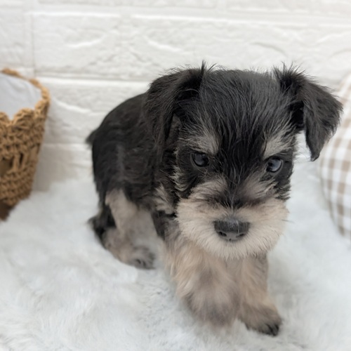 愛知県のミニチュアシュナウザー (犬の家＆猫の里豊川インター店/2025年12月9日生まれ/男の子/ブラックシルバー)の子犬の3枚目の画像