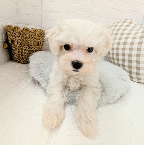 愛知県のハーフ犬・ミックス犬 (犬の家＆猫の里豊川インター店/2025年12月21日生まれ/男の子/ホワイト)の子犬の3枚目の画像