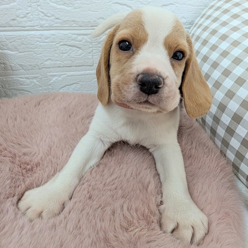 愛知県のビーグル (犬の家＆猫の里豊川インター店/2025年12月21日生まれ/女の子/レモンホワイト)の子犬の3枚目の画像