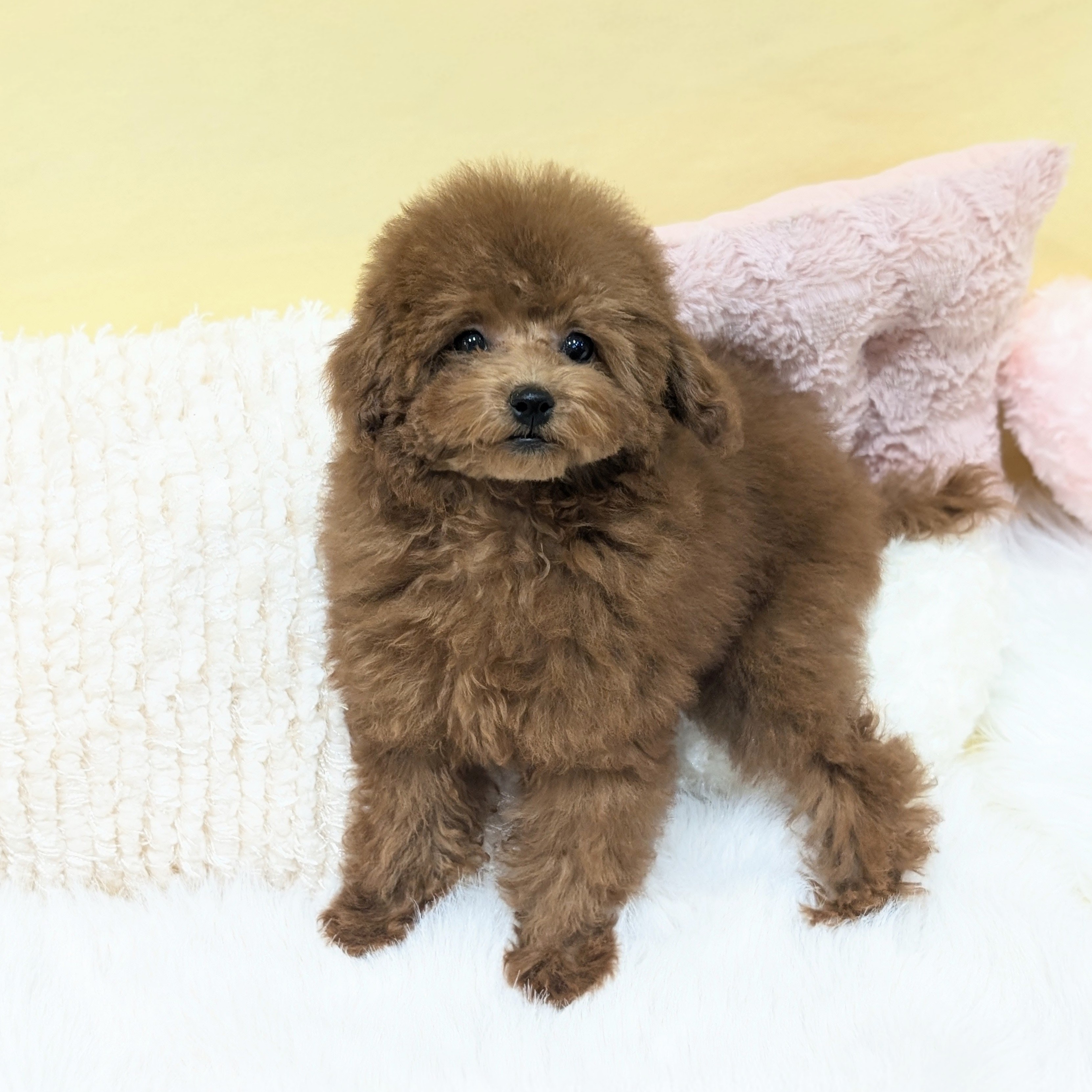 神奈川県のトイプードル(タイニー) (犬の家＆猫の里元住吉ブレーメン通り店/2025年10月26日生まれ/女の子/レッド)の子犬の3枚目の画像