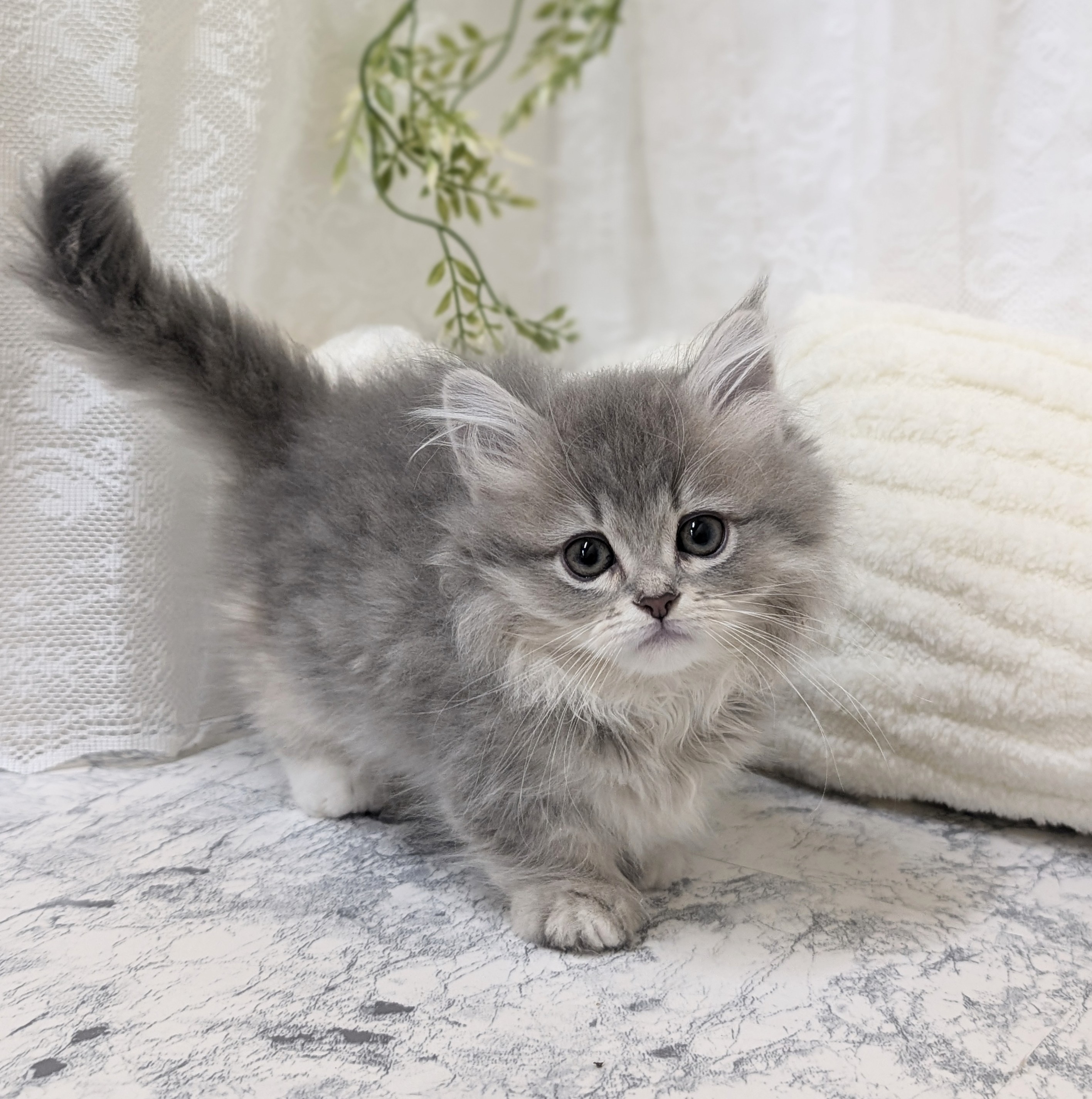 愛知県のミヌエット (犬の家＆猫の里安城店/2026年1月10日生まれ/女の子/ブルーパッチドタビーホワイト)の子猫の1枚目の画像