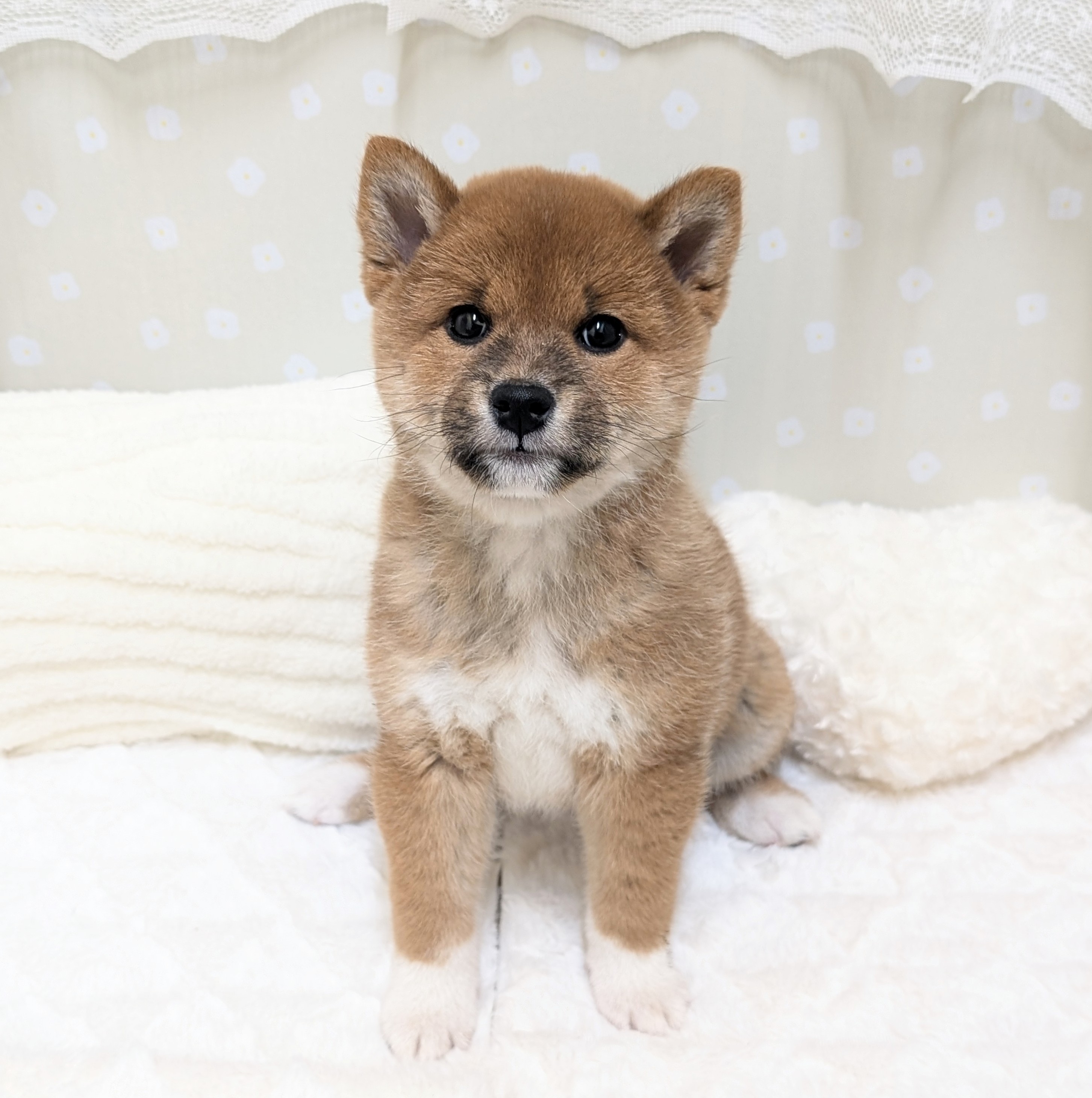 愛知県の柴犬(標準サイズ) (犬の家＆猫の里安城店/2026年1月25日生まれ/女の子/赤)の子犬の3枚目の画像