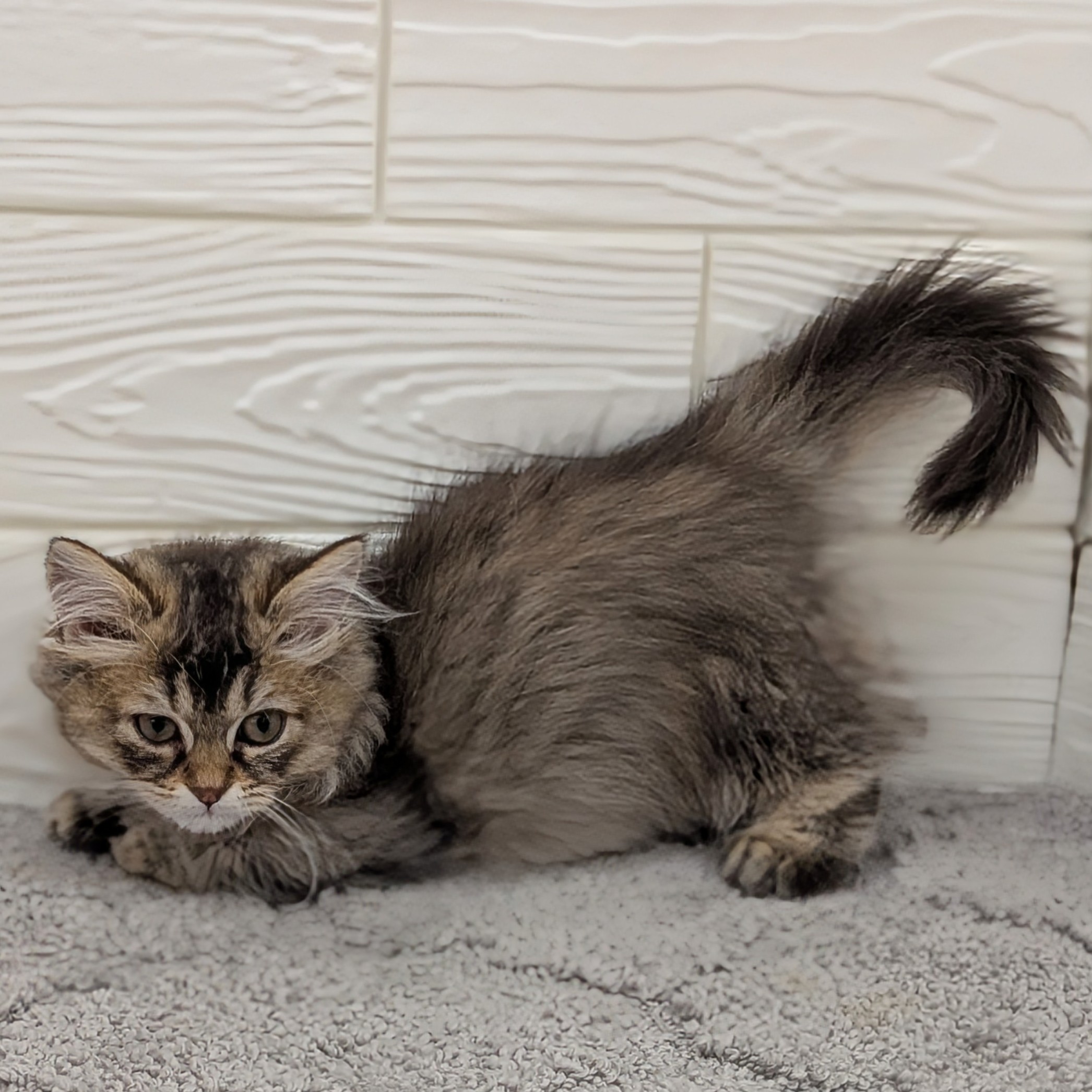 愛知県のマンチカン (犬の家＆猫の里七宝店/2026年1月25日生まれ/女の子/ブラウンパッチドタビーホワイト)の子猫の3枚目の画像