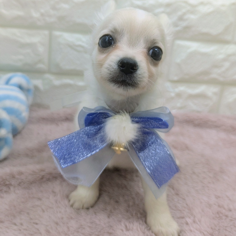 静岡県のチワワ(ロング) (犬の家＆猫の里アミーゴ浜松和田店/2026年2月24日生まれ/男の子/クリームホワイト)の子犬の3枚目の画像