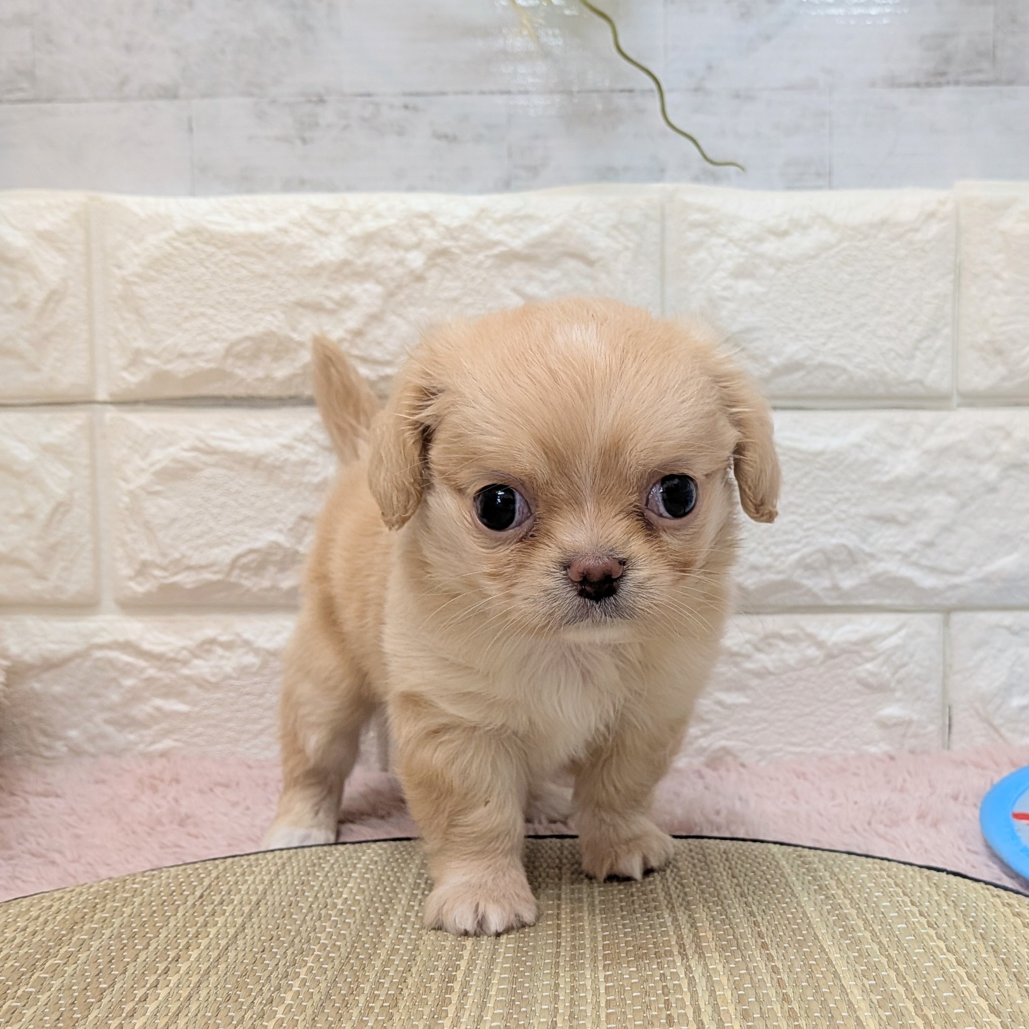 静岡県のハーフ犬・ミックス犬 (犬の家＆猫の里プレ葉ウォーク浜北店/2026年6月21日生まれ/女の子/バフ)の子犬の1枚目の画像