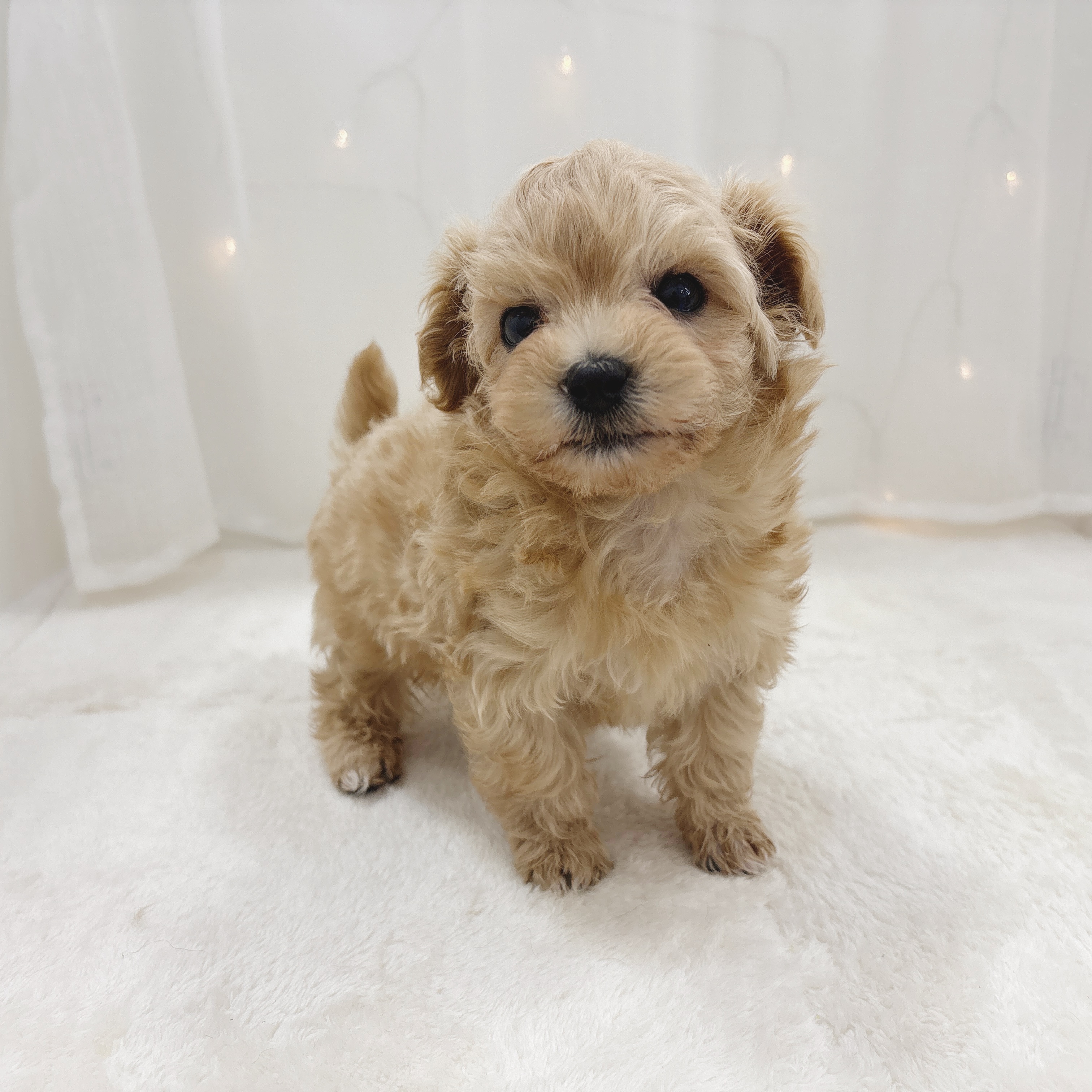千葉県のマルプー(マルチーズ×プードル) (犬の家＆猫の里BIGHOPガーデンモール印西店/2025年11月2日生まれ/男の子/アプリコット)の子犬の3枚目の画像