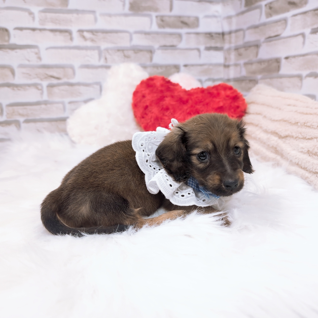 神奈川県のミニチュアダックスフンド(ロング) (犬の家＆猫の里モザイクモール港北店/2025年6月7日生まれ/男の子/レッド)の子犬の3枚目の画像