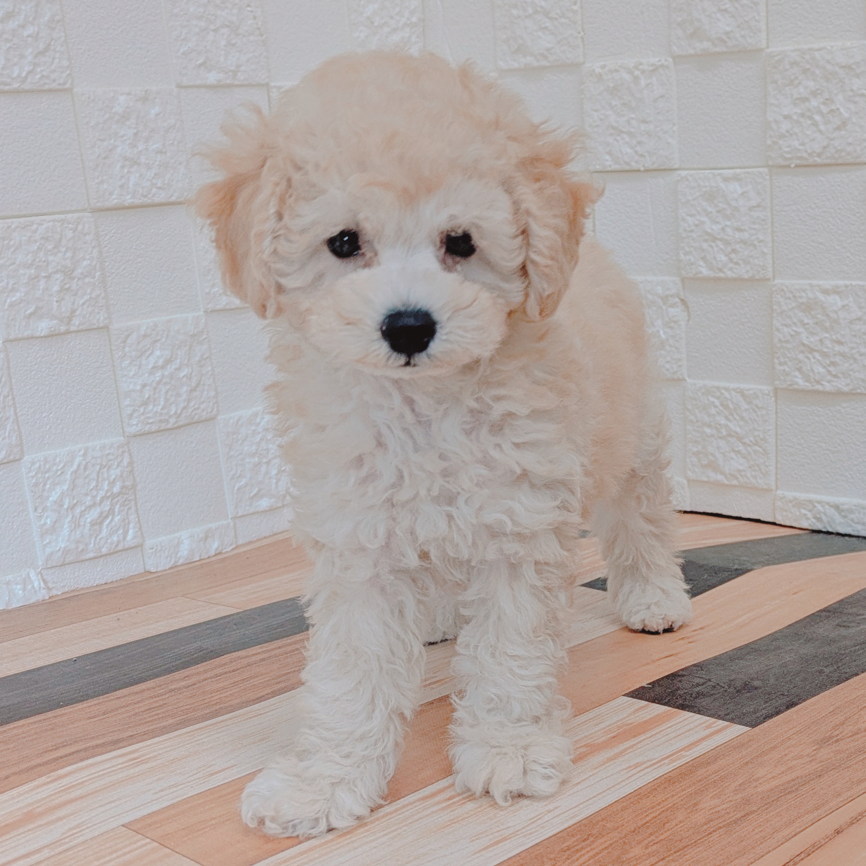 兵庫県のトイプードル(トイ) (犬の家＆猫の里尼崎店/2025年7月1日生まれ/男の子/クリーム)の子犬の3枚目の画像