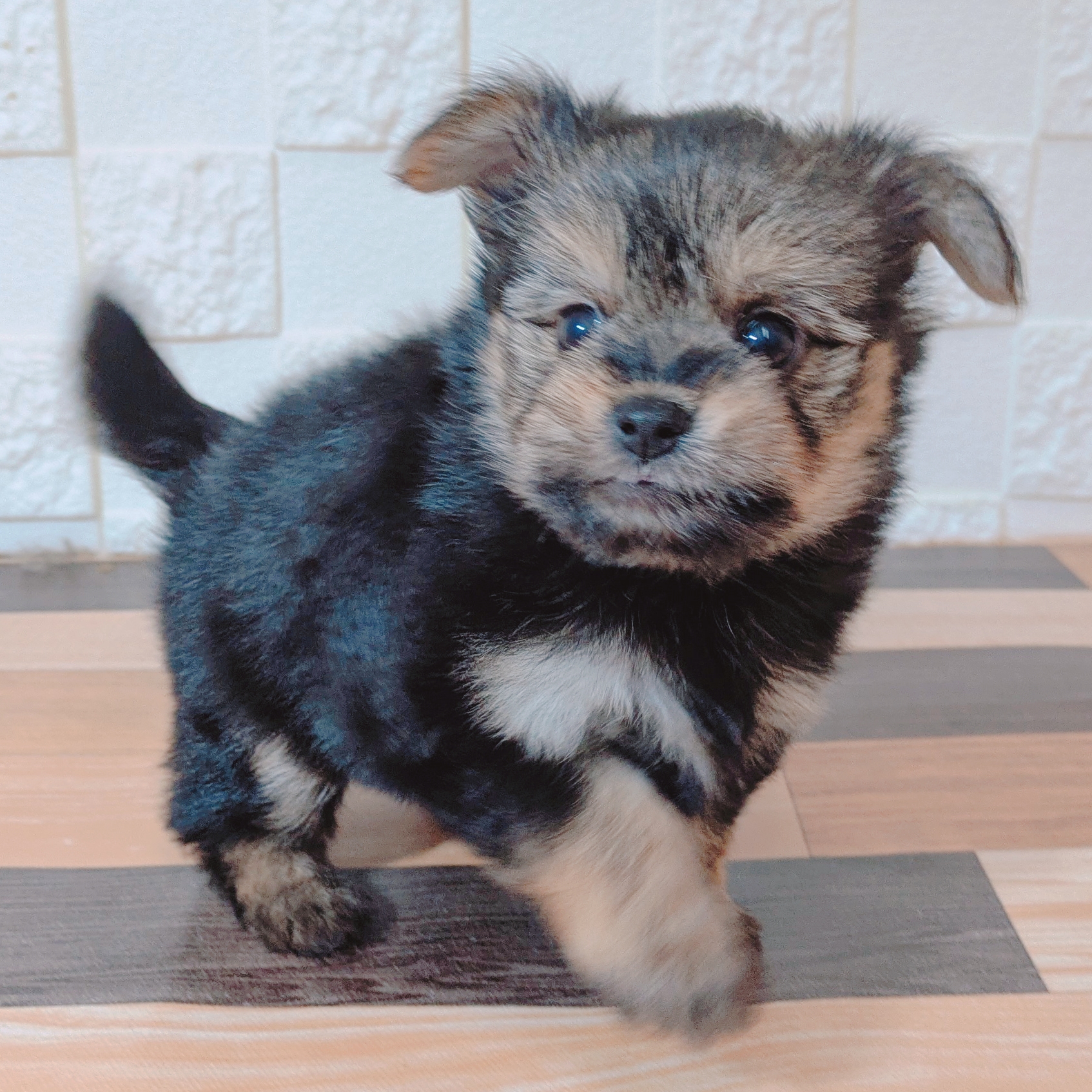 兵庫県のポメキー(ポメラニアン×ヨークシャーテリア) (犬の家＆猫の里尼崎店/2025年6月29日生まれ/女の子/ブラックタン)の子犬の3枚目の画像