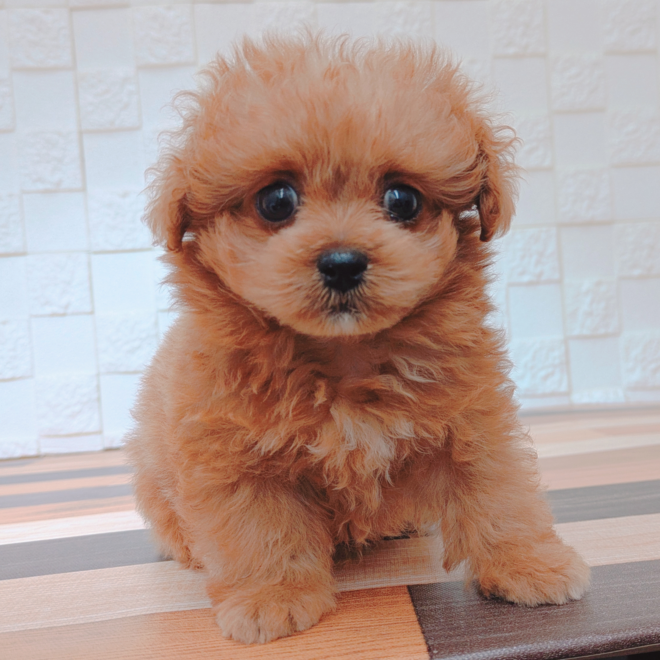 兵庫県のペキプー(ペキニーズ×プードル) (犬の家＆猫の里尼崎店/2025年7月3日生まれ/男の子/アプリコット)の子犬の3枚目の画像