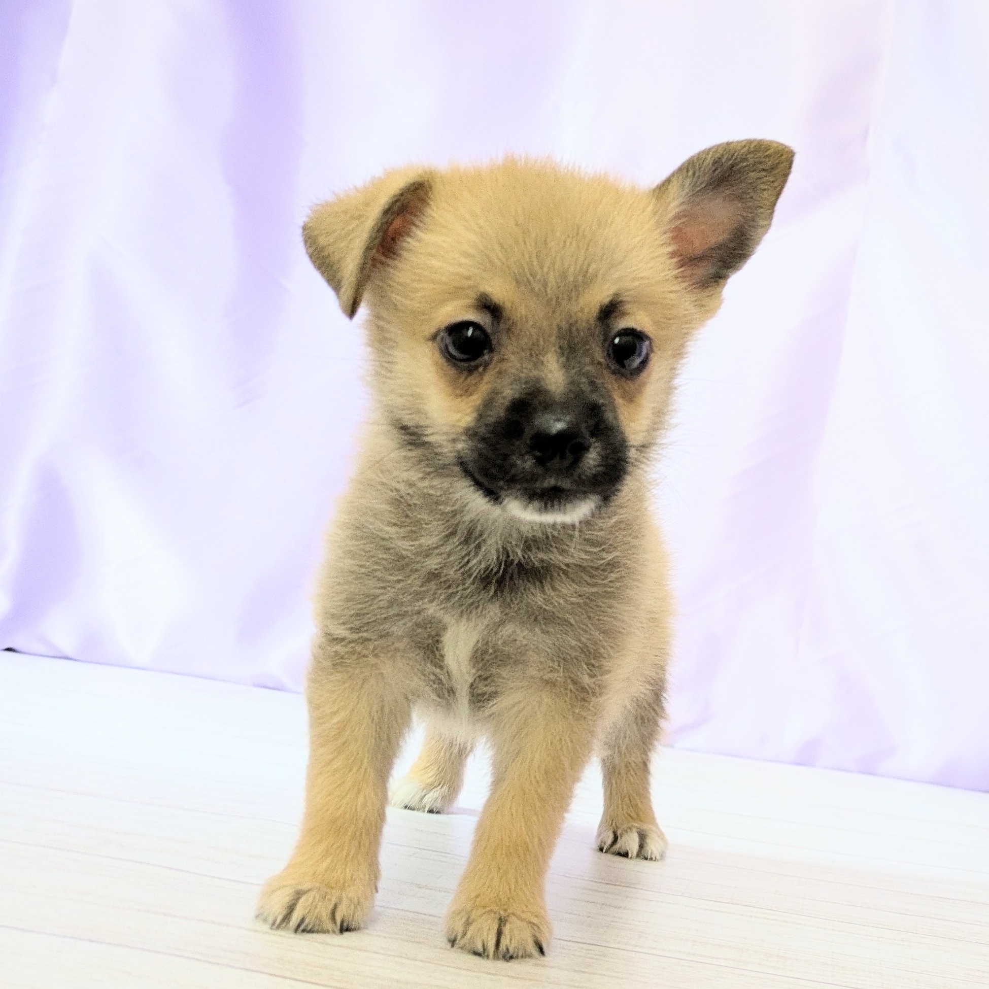 兵庫県のハーフ犬・ミックス犬 (犬の家＆猫の里尼崎店/2025年8月8日生まれ/男の子/フォーン)の子犬の1枚目の画像