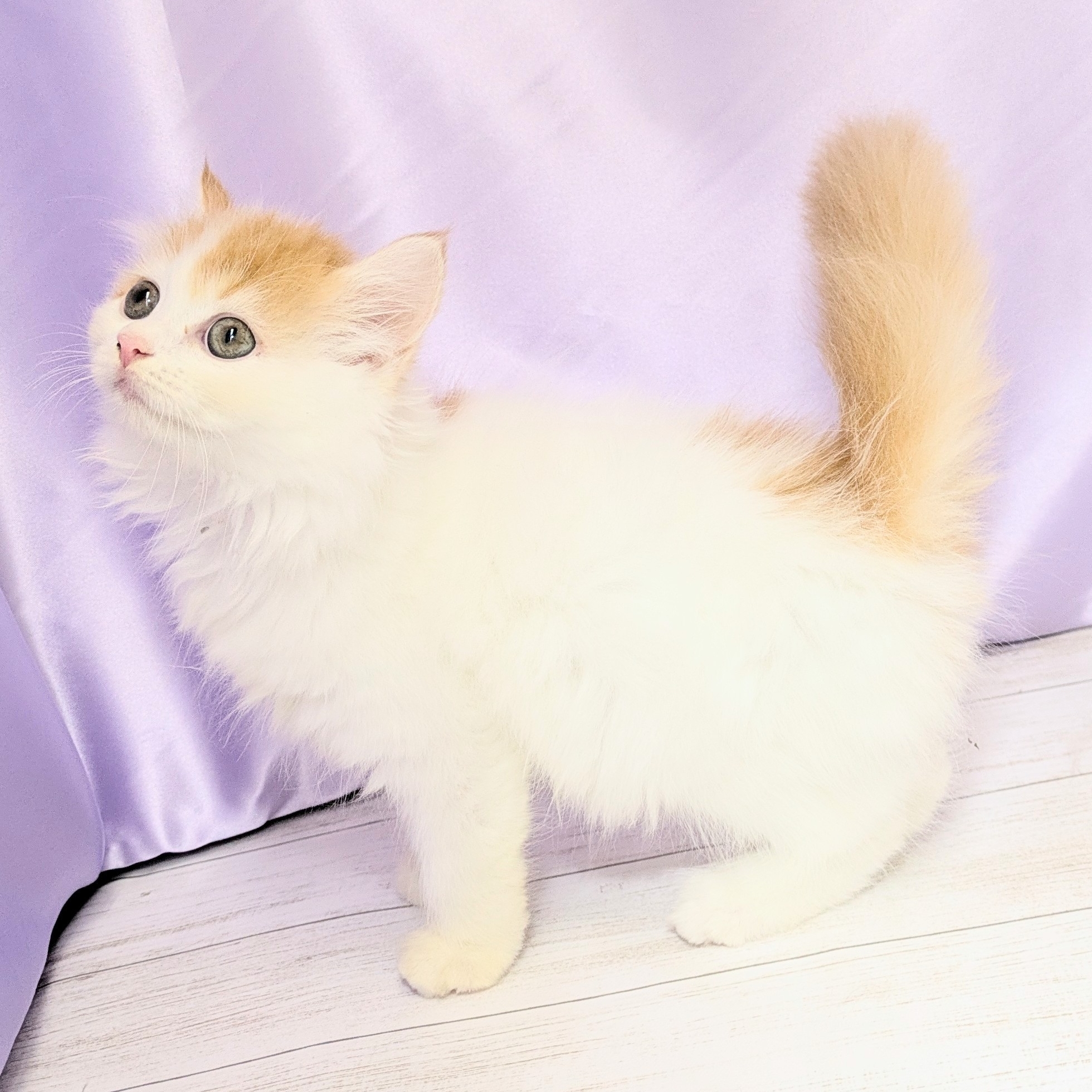兵庫県のスコティッシュストレート (犬の家＆猫の里尼崎店/2025年8月10日生まれ/女の子/レッドタビーホワイト)の子猫の3枚目の画像