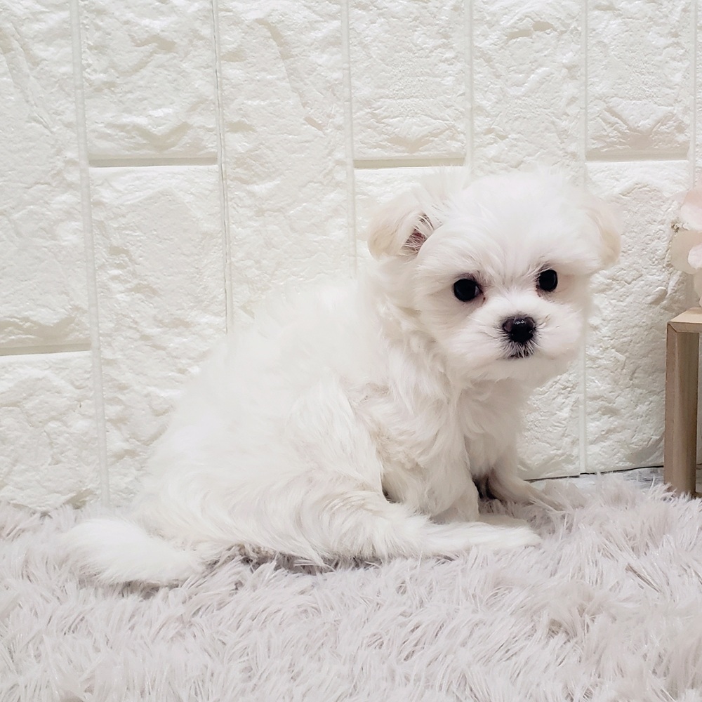 岡山県のマルチーズ (犬の家＆猫の里岡山店/2025年8月28日生まれ/男の子/ホワイト)の子犬の3枚目の画像