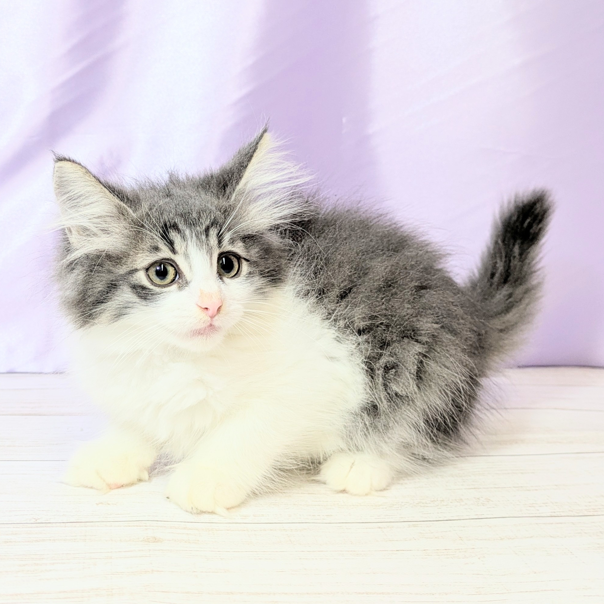 兵庫県のノルウェージャンフォレストキャット (犬の家＆猫の里尼崎店/2025年8月22日生まれ/男の子/ブルーホワイト)の子猫の3枚目の画像