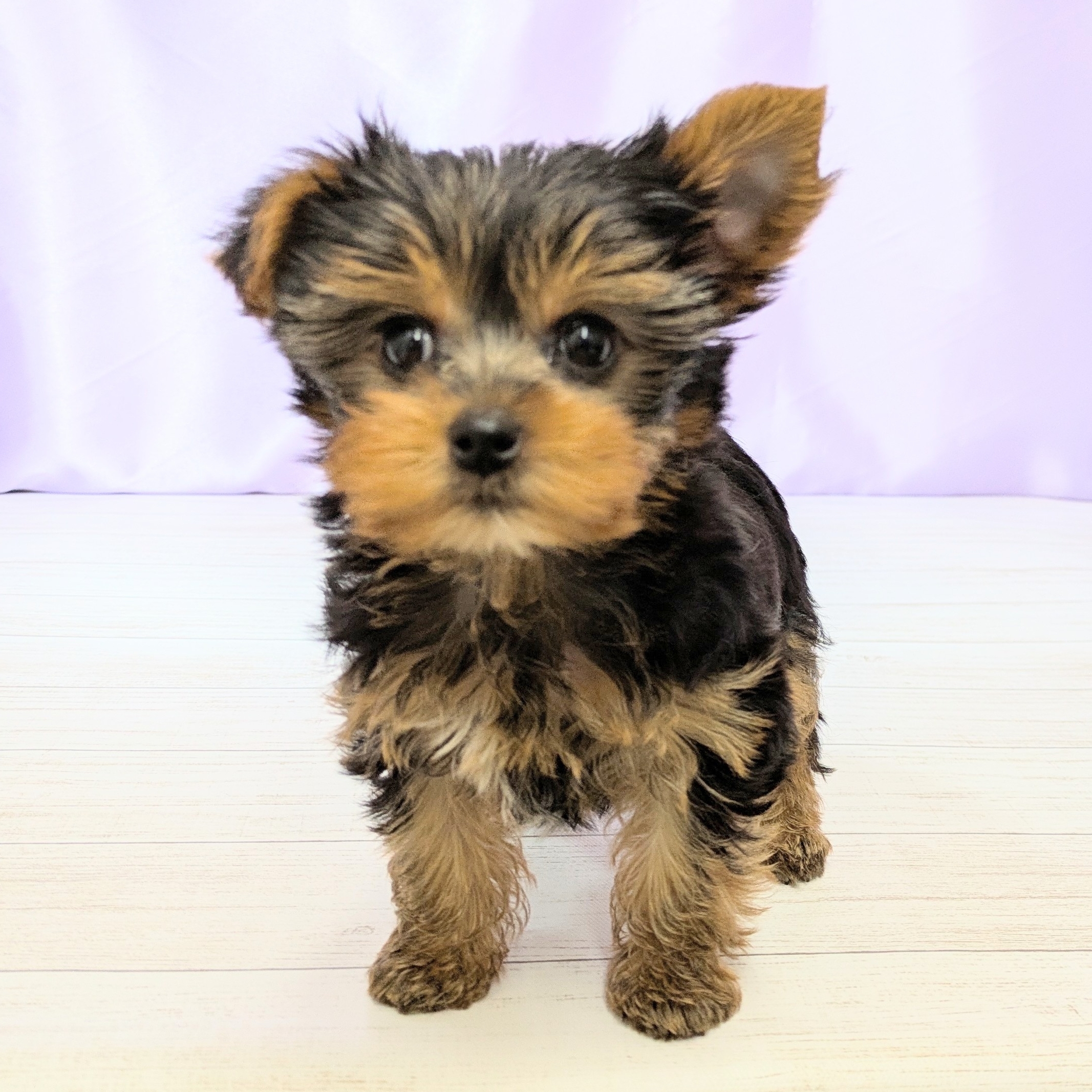 兵庫県のヨークシャーテリア (犬の家＆猫の里尼崎店/2025年8月30日生まれ/男の子/スチールブルータン)の子犬の3枚目の画像