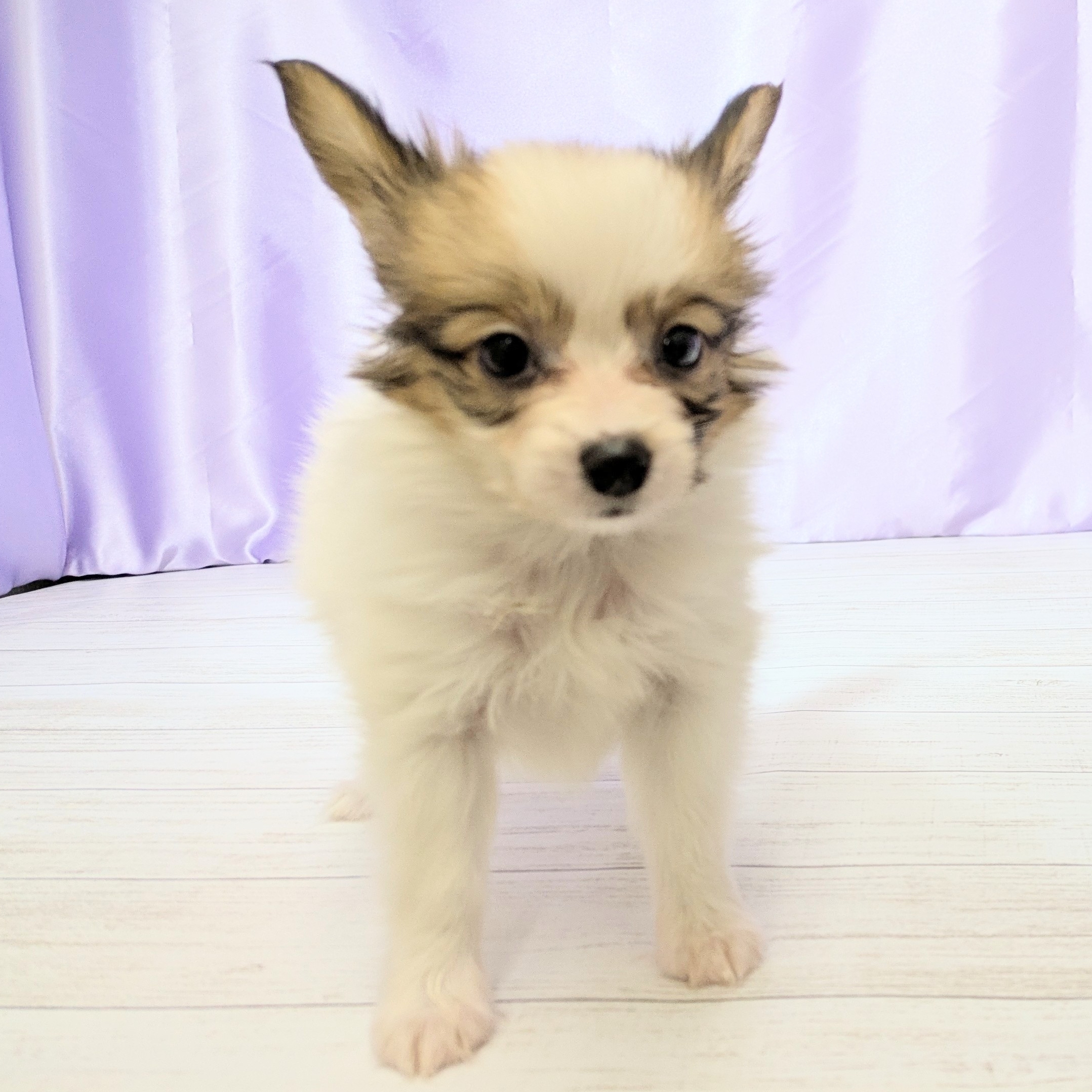 兵庫県のパピヨン (犬の家＆猫の里尼崎店/2025年8月31日生まれ/男の子/ホワイトブラウン)の子犬の3枚目の画像