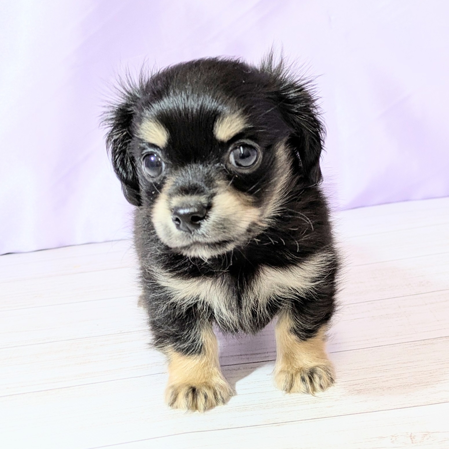 兵庫県のチワックス(チワワ×ダックス) (犬の家＆猫の里尼崎店/2025年8月28日生まれ/男の子/ブラックタン)の子犬の3枚目の画像