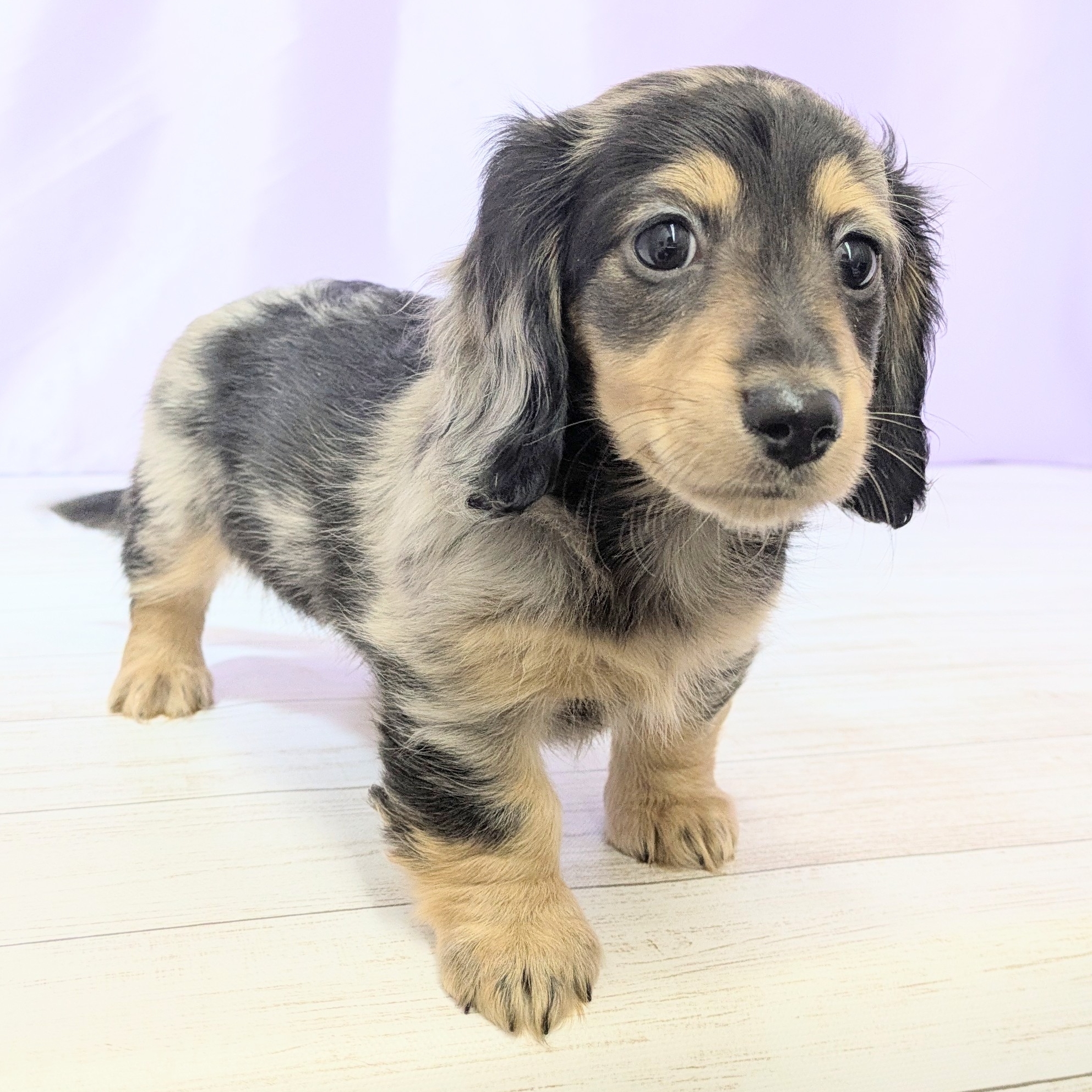 兵庫県のミニチュアダックスフンド(ロング) (犬の家＆猫の里尼崎店/2025年9月10日生まれ/女の子/シルバーダップル)の子犬の3枚目の画像