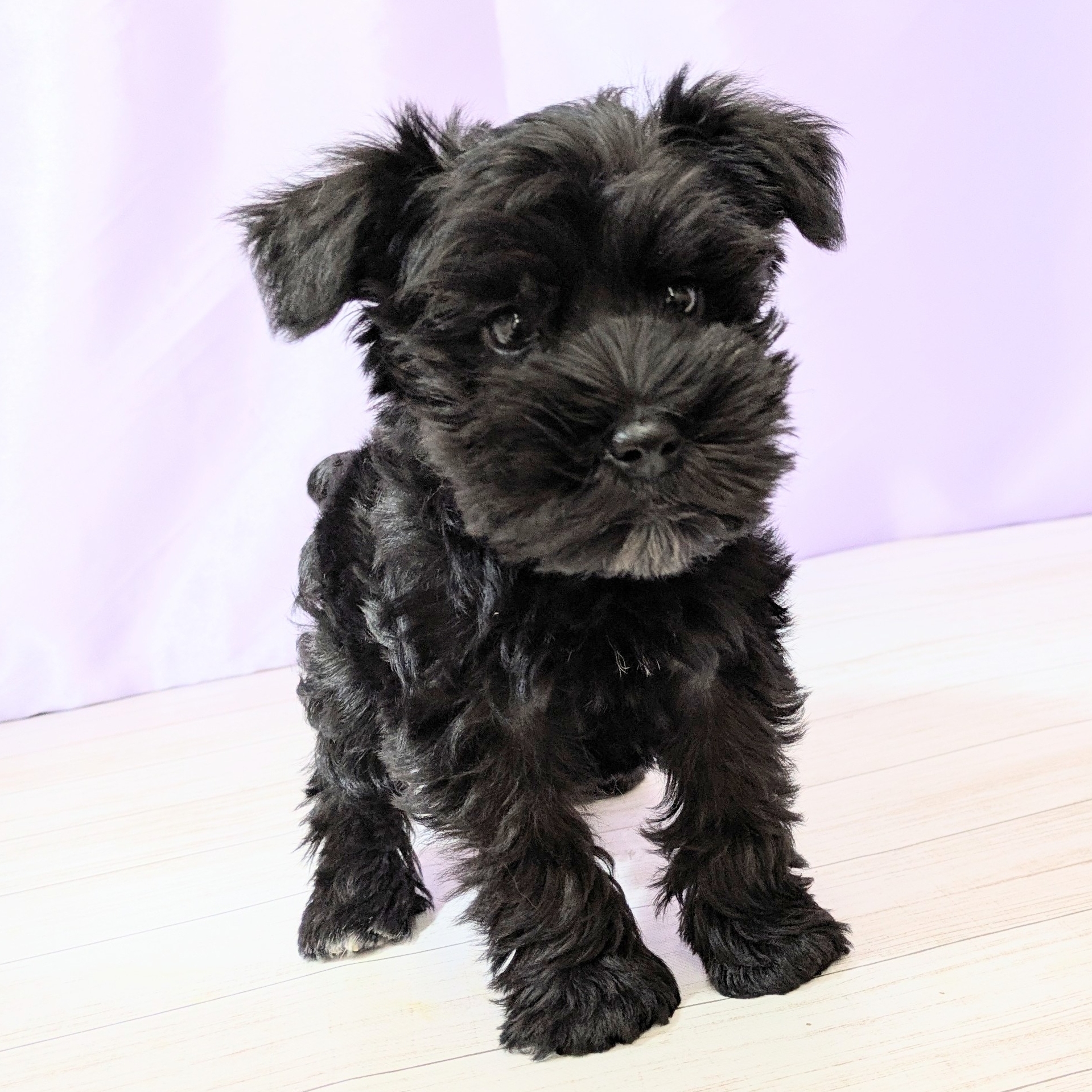 兵庫県のミニチュアシュナウザー (犬の家＆猫の里尼崎店/2025年9月11日生まれ/女の子/ブラック)の子犬の3枚目の画像