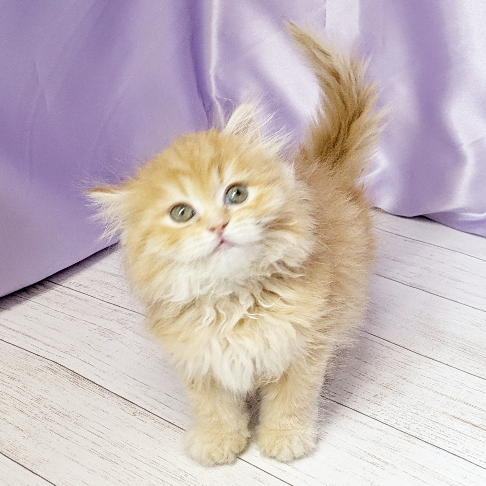 兵庫県のミヌエット (犬の家＆猫の里尼崎店/2025年9月10日生まれ/女の子/レッドタビーホワイト)の子猫の3枚目の画像