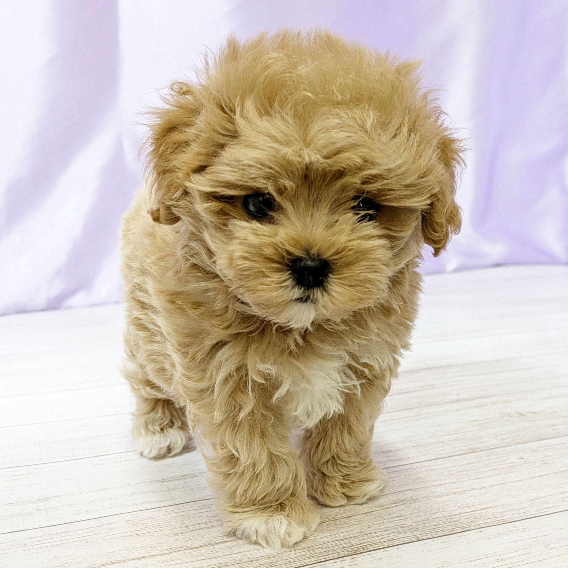 兵庫県のマルプー(マルチーズ×プードル) (犬の家＆猫の里尼崎店/2025年9月15日生まれ/男の子/クリーム)の子犬の3枚目の画像