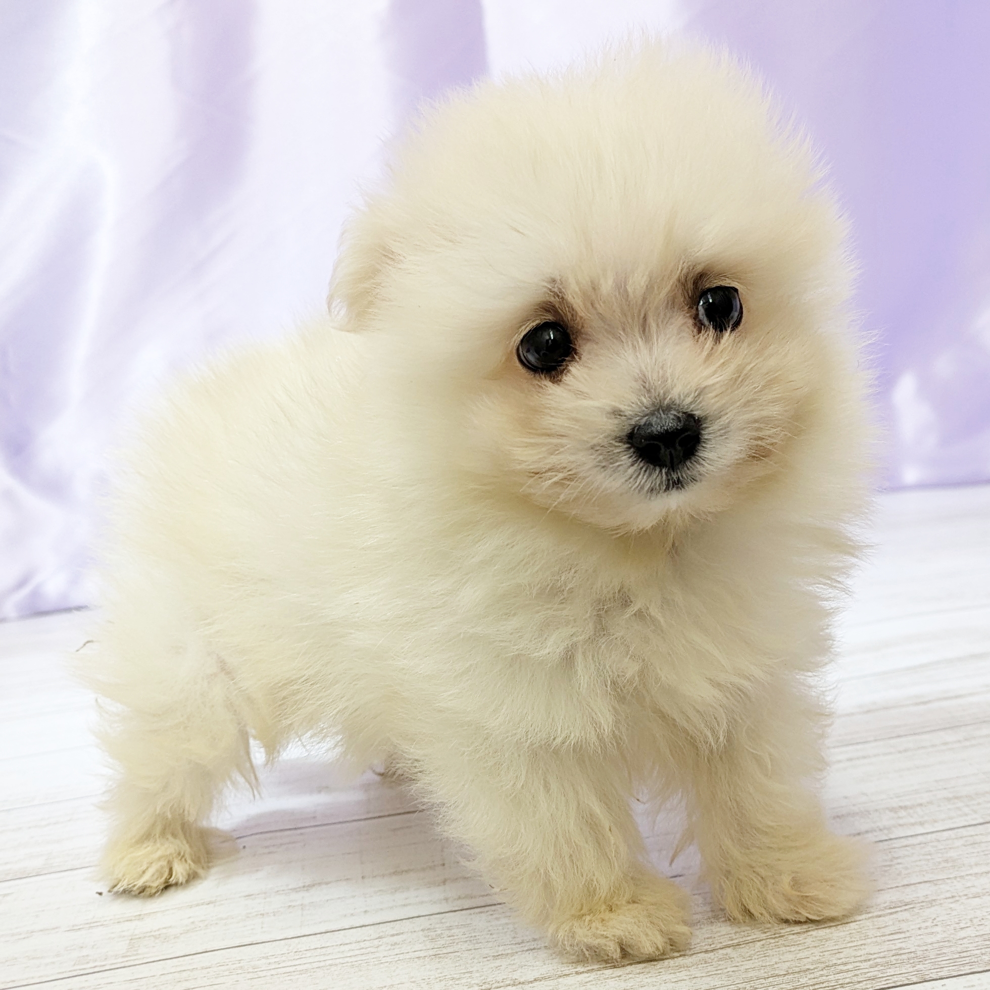 兵庫県のポメマル/マルポメ(ポメラニアン×マルチーズ) (犬の家＆猫の里尼崎店/2025年9月17日生まれ/男の子/ホワイト)の子犬の3枚目の画像
