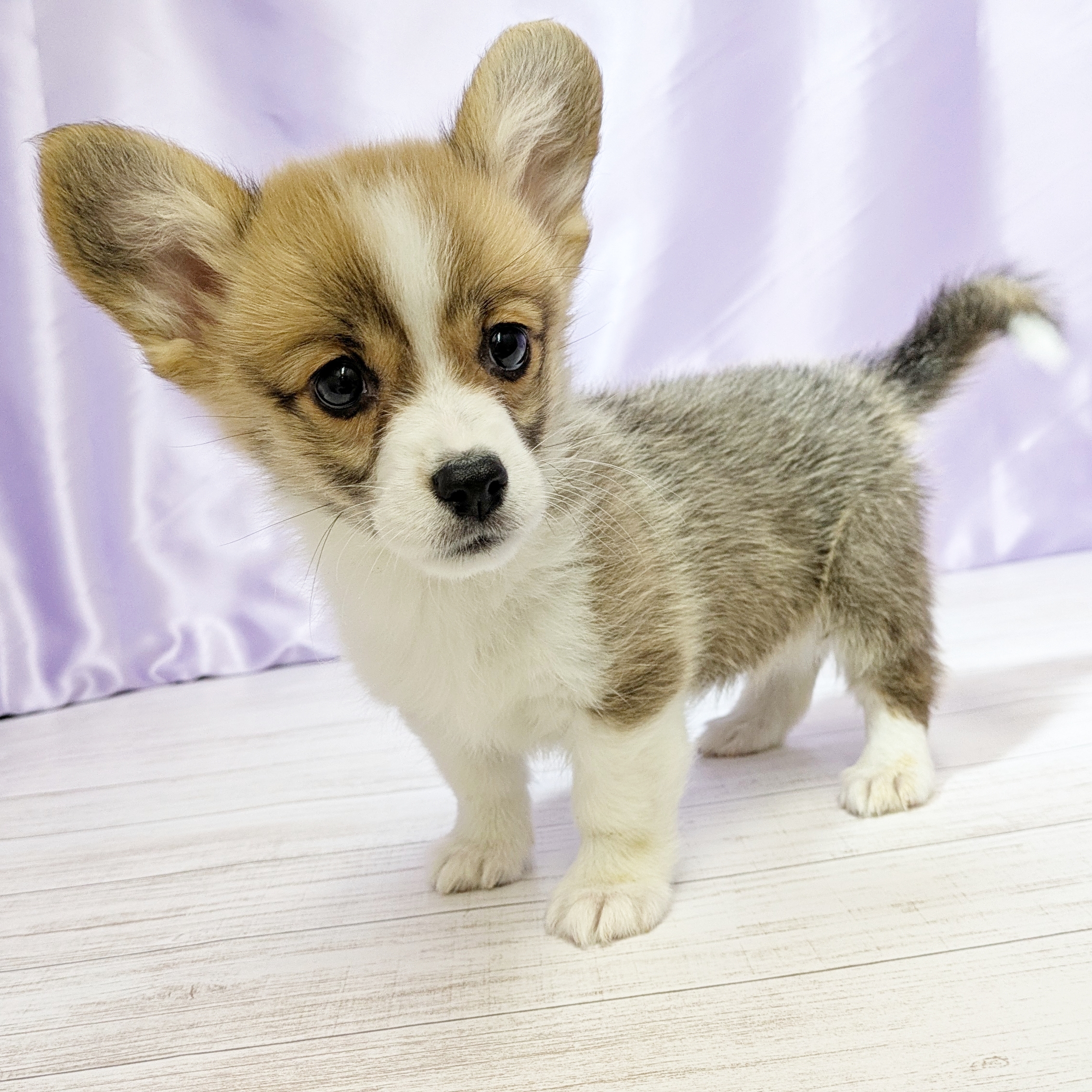 兵庫県のウェルシュコーギーペンブローク (犬の家＆猫の里尼崎店/2025年9月17日生まれ/女の子/レッドホワイト)の子犬の3枚目の画像