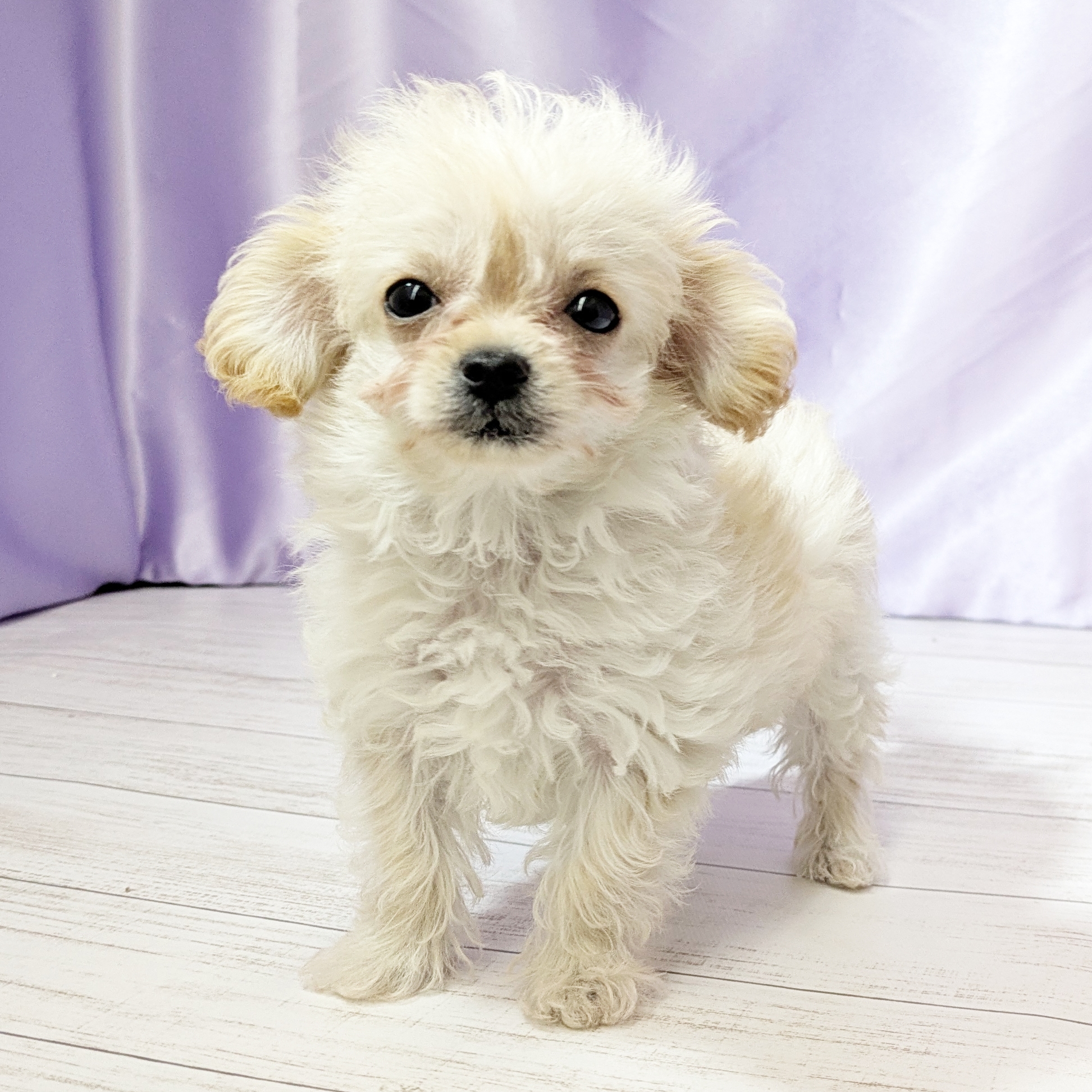 兵庫県のチワプー/プーチー(チワワ×プードル) (犬の家＆猫の里尼崎店/2025年9月23日生まれ/女の子/クリーム)の子犬の3枚目の画像