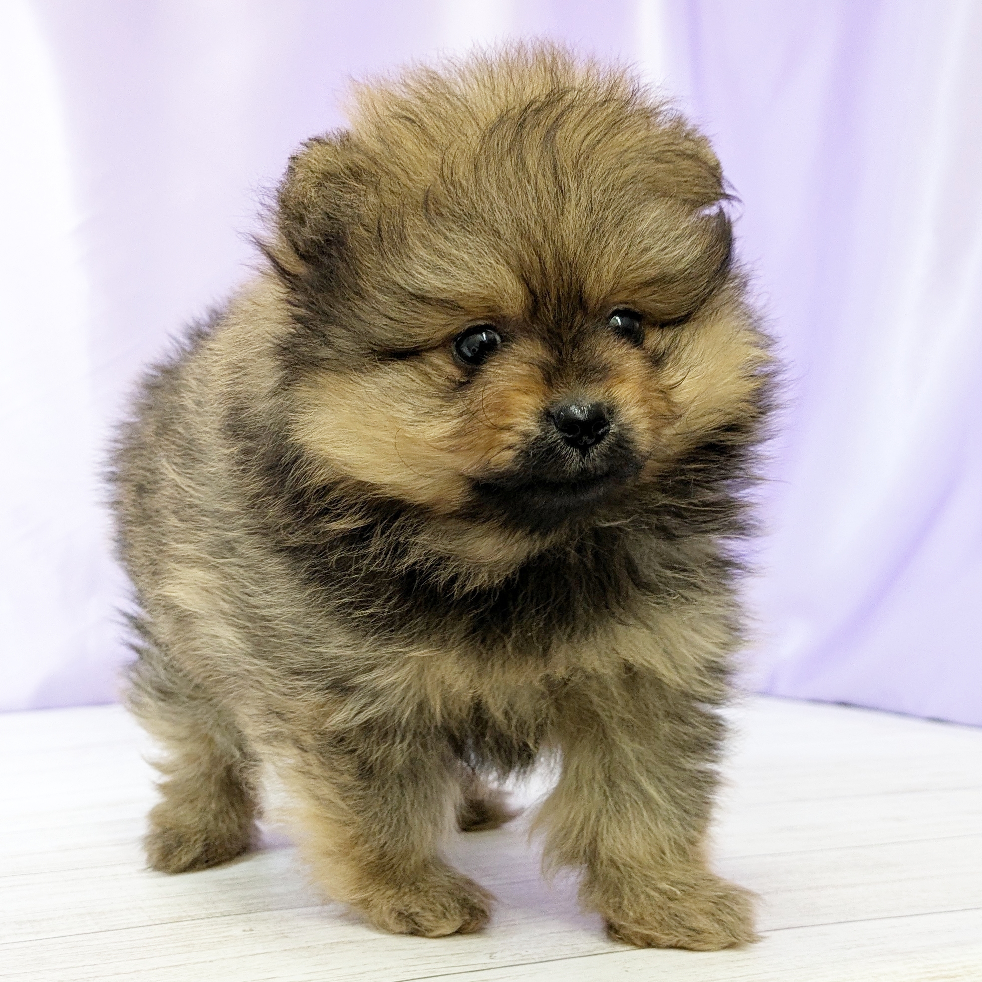 兵庫県のポメラニアン (犬の家＆猫の里尼崎店/2025年9月28日生まれ/男の子/オレンジ)の子犬の3枚目の画像