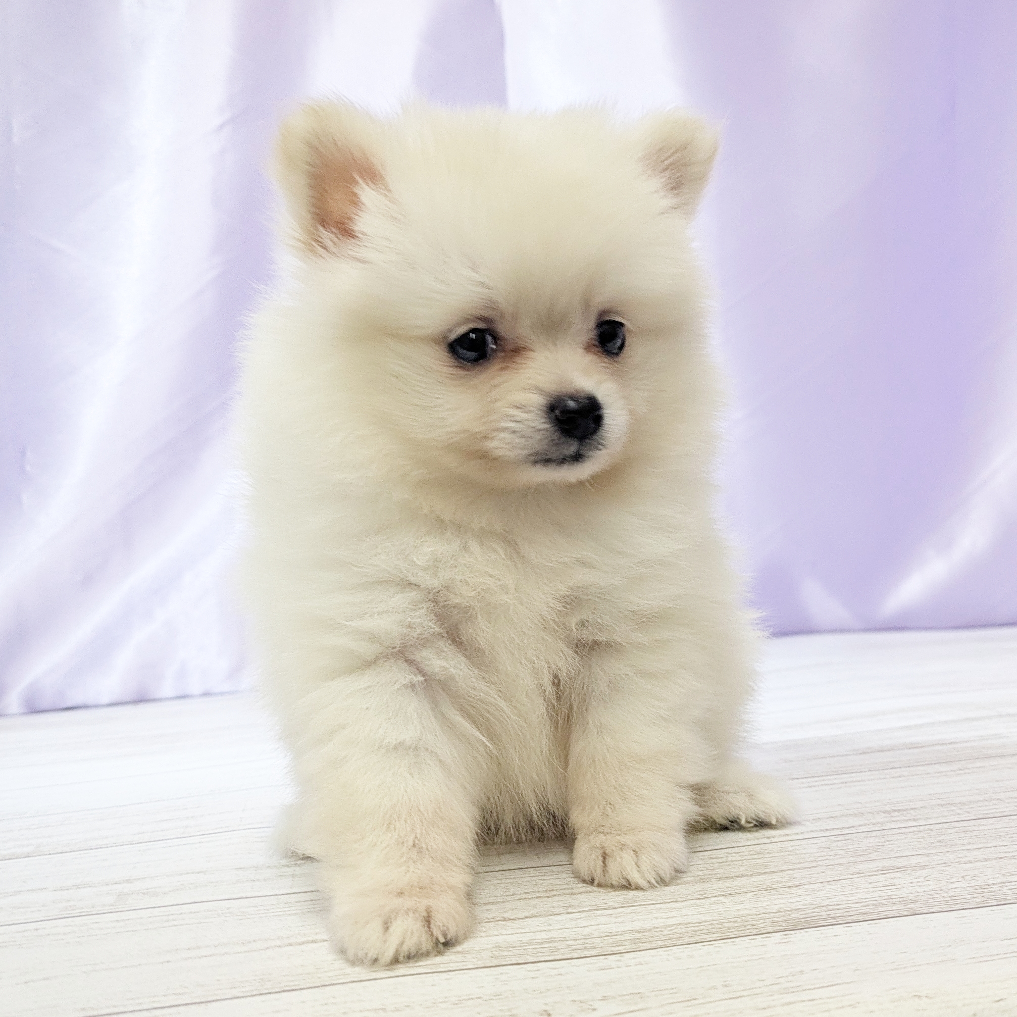 兵庫県のポメラニアン (犬の家＆猫の里尼崎店/2025年9月24日生まれ/女の子/クリーム)の子犬の3枚目の画像