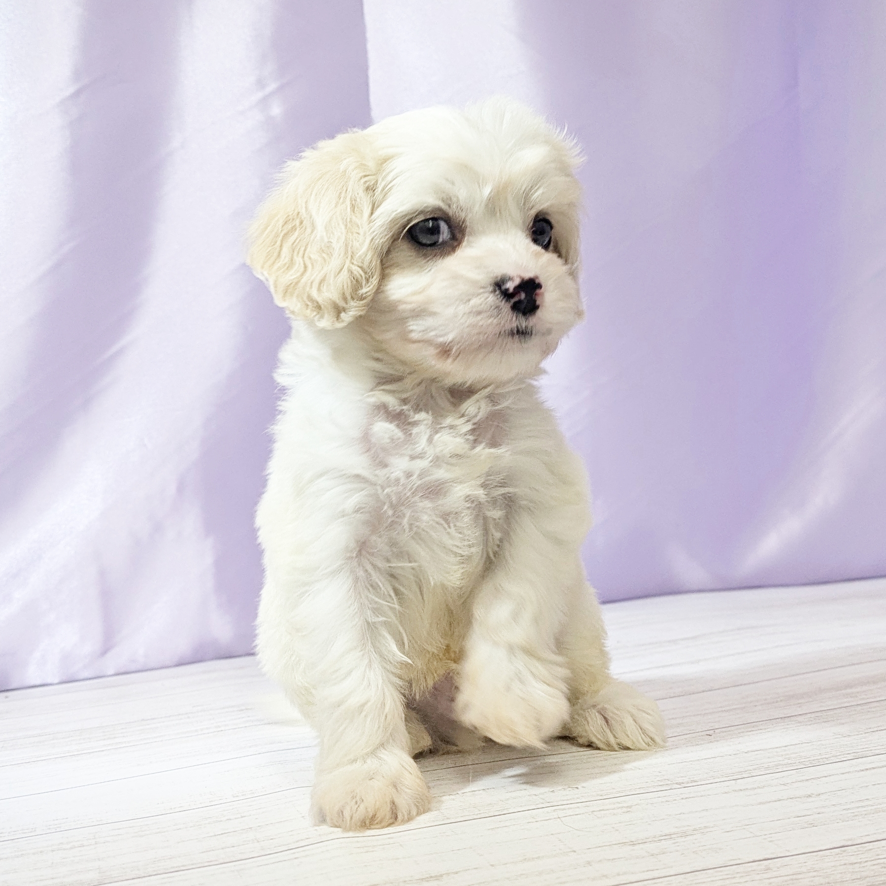 兵庫県のハーフ犬・ミックス犬 (犬の家＆猫の里尼崎店/2025年9月26日生まれ/男の子/ホワイトクリーム)の子犬の3枚目の画像