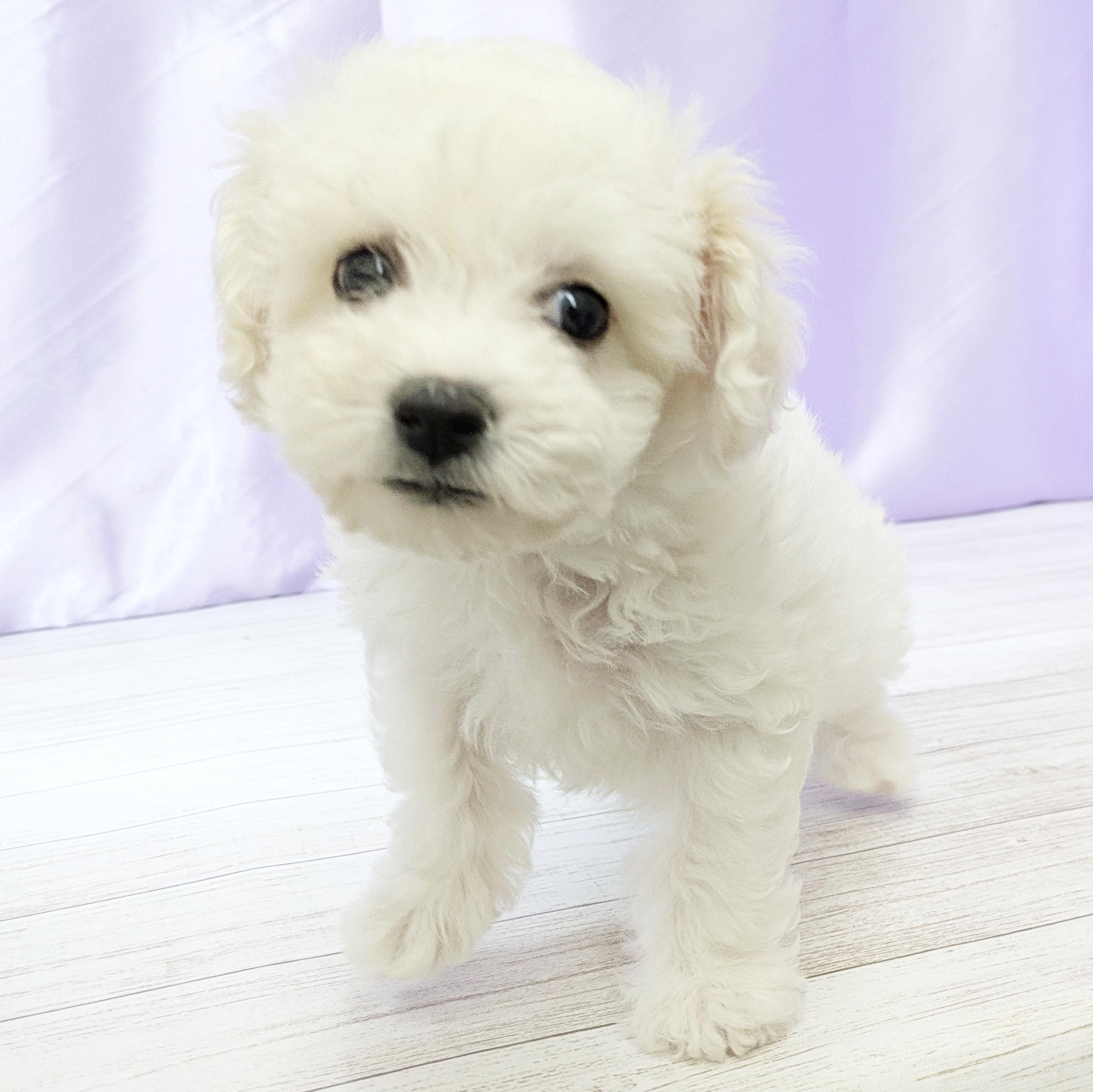 兵庫県のビションフリーゼ (犬の家＆猫の里尼崎店/2025年9月30日生まれ/女の子/ホワイト)の子犬の3枚目の画像