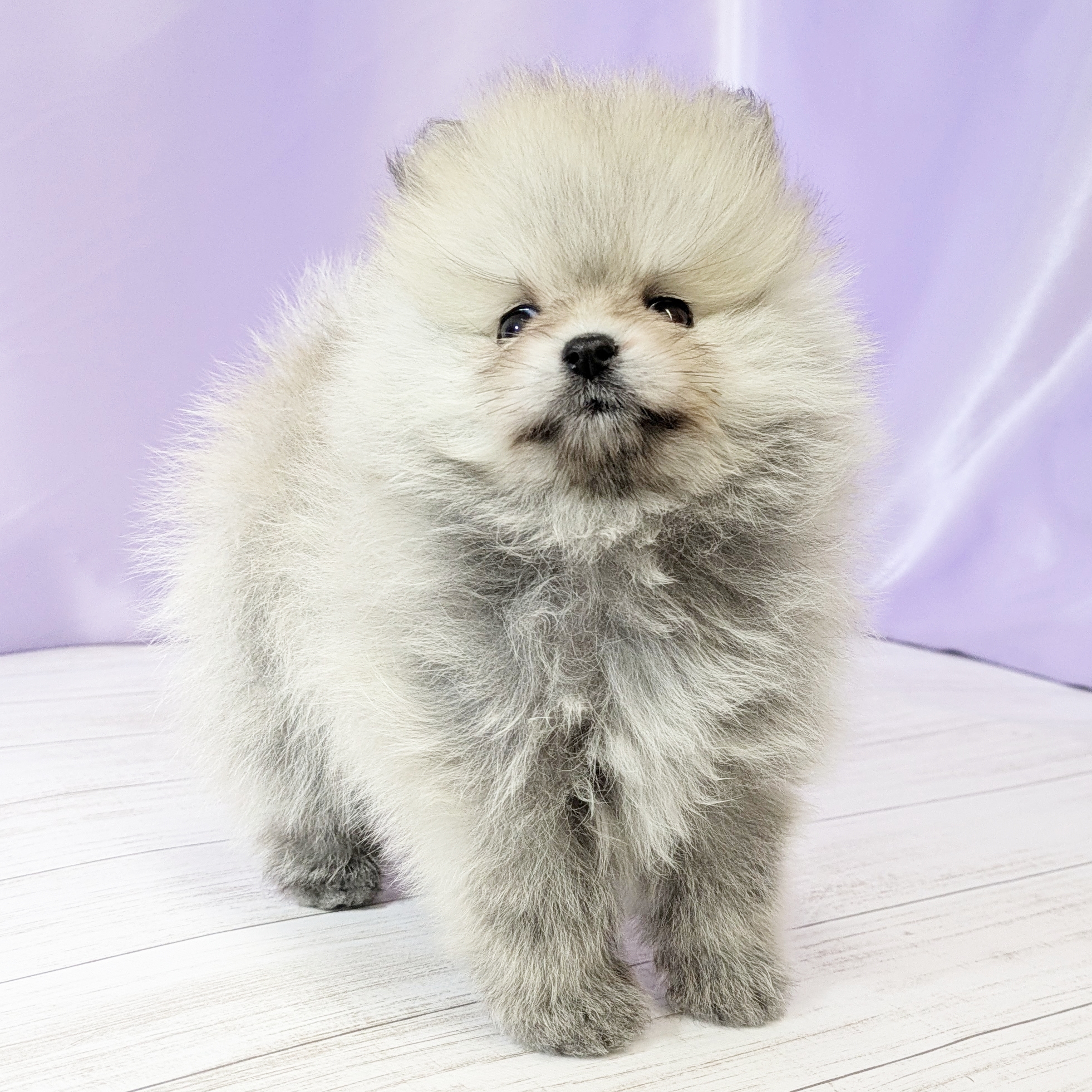 兵庫県のポメラニアン (犬の家＆猫の里尼崎店/2025年10月5日生まれ/女の子/ウルフセーブル)の子犬の3枚目の画像