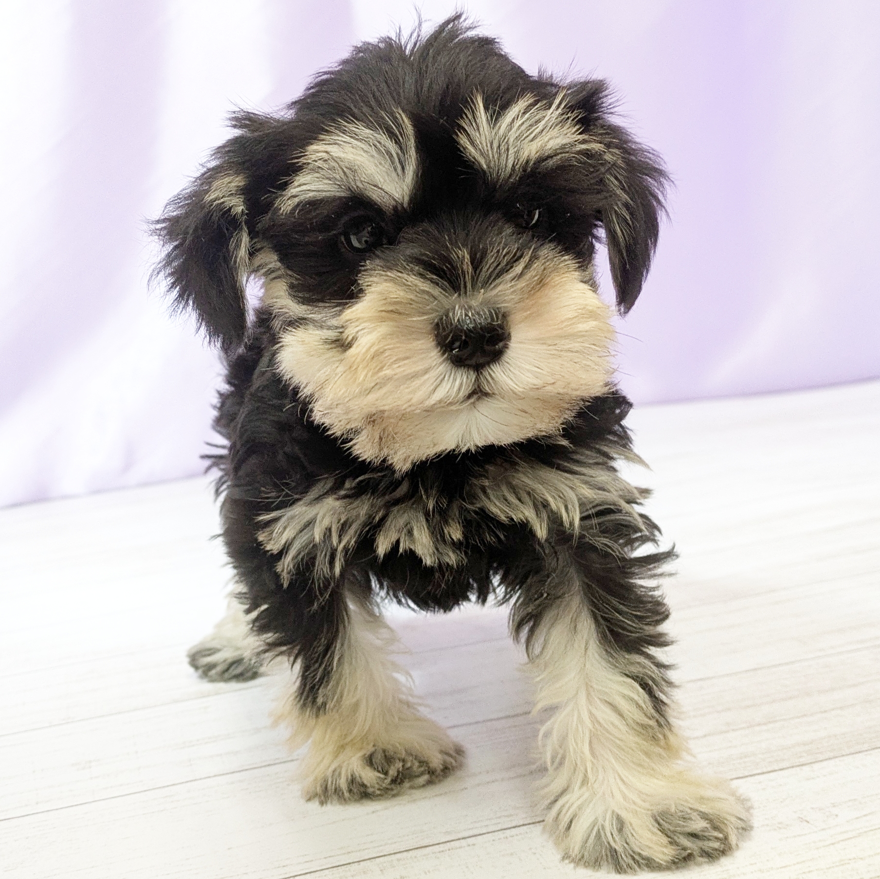 福岡県のミニチュアシュナウザー (犬の家＆猫の里くりえいと宗像店/2025年10月4日生まれ/男の子/ブラックシルバー)の子犬の3枚目の画像