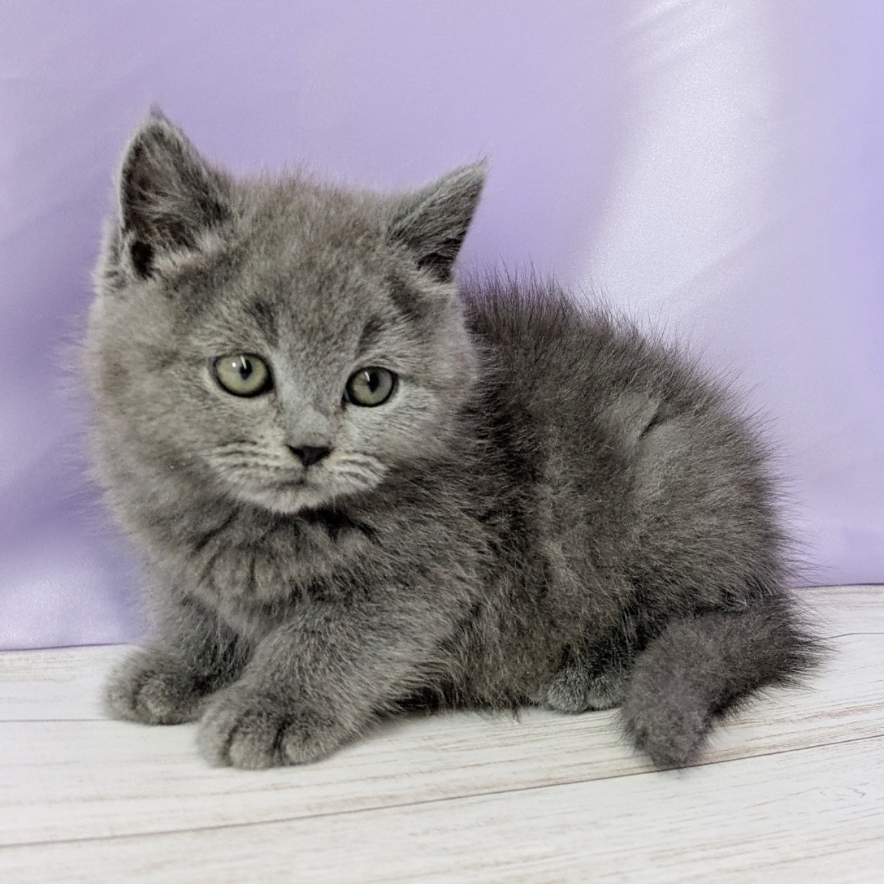 兵庫県のブリティッシュショートヘアー (犬の家＆猫の里尼崎店/2025年10月12日生まれ/男の子/ブルー)の子猫の3枚目の画像