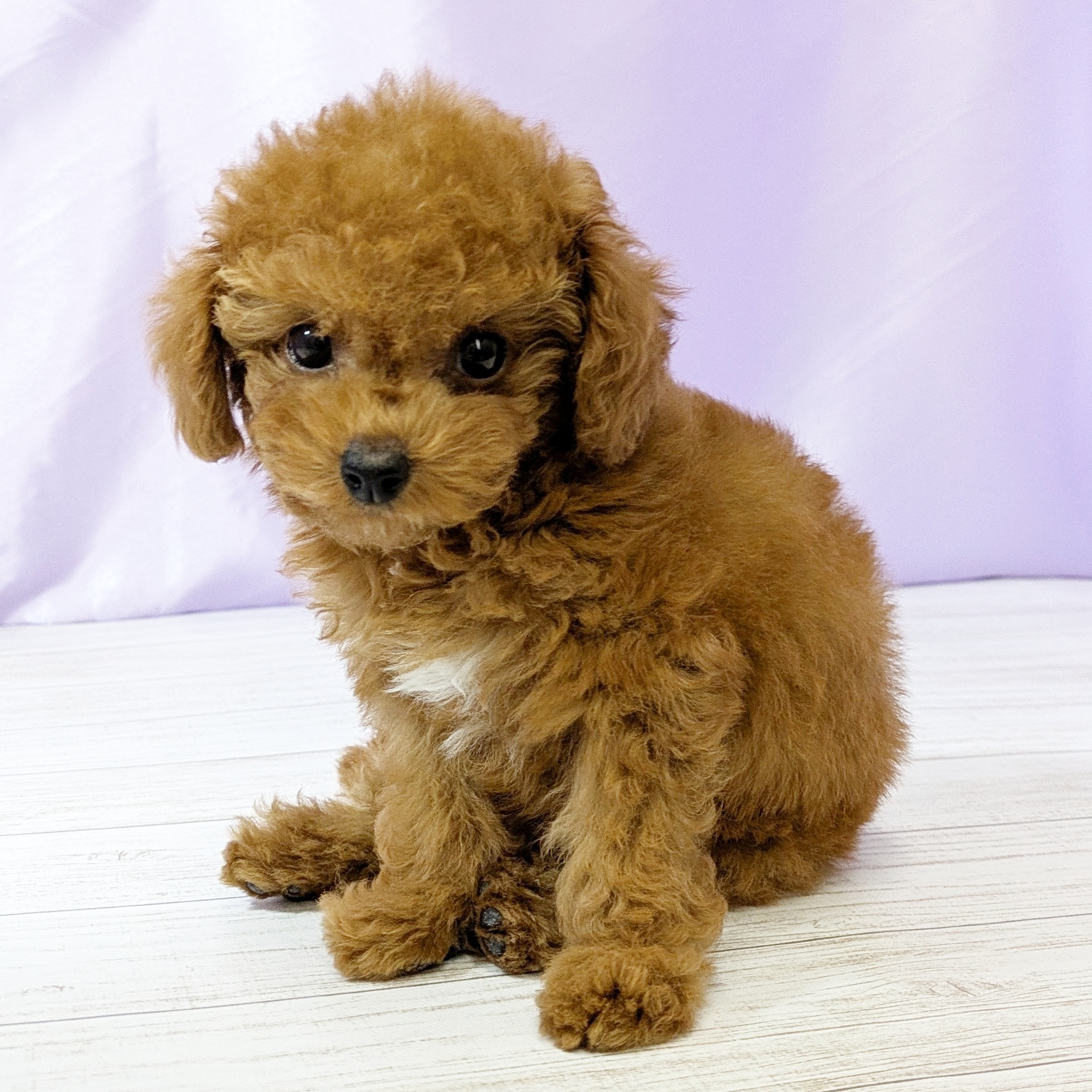 兵庫県のトイプードル(トイ) (犬の家＆猫の里尼崎店/2025年10月22日生まれ/女の子/レッドフォーン)の子犬の3枚目の画像