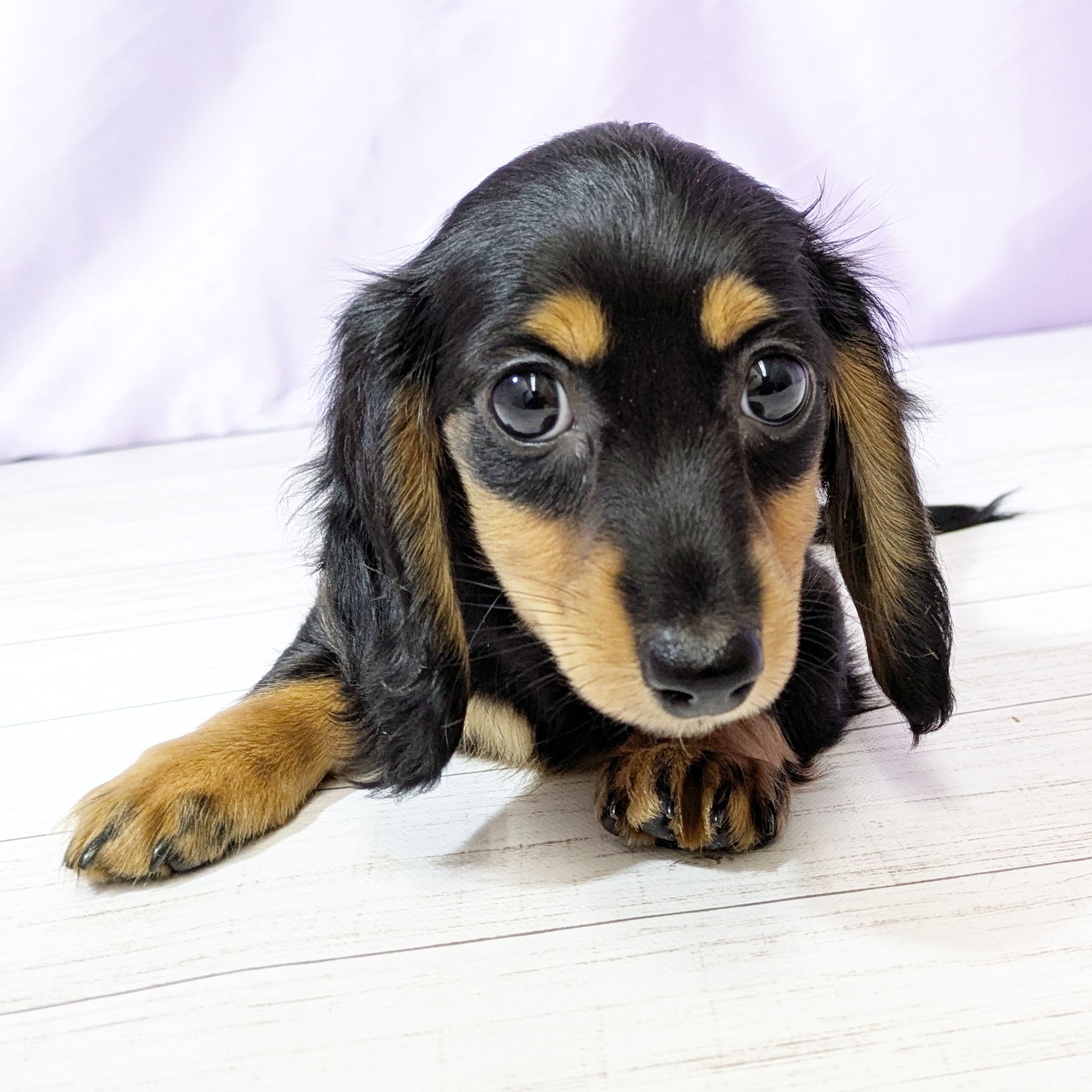 兵庫県のミニチュアダックスフンド(ロング) (犬の家＆猫の里尼崎店/2025年10月21日生まれ/女の子/ブラックタン)の子犬の3枚目の画像