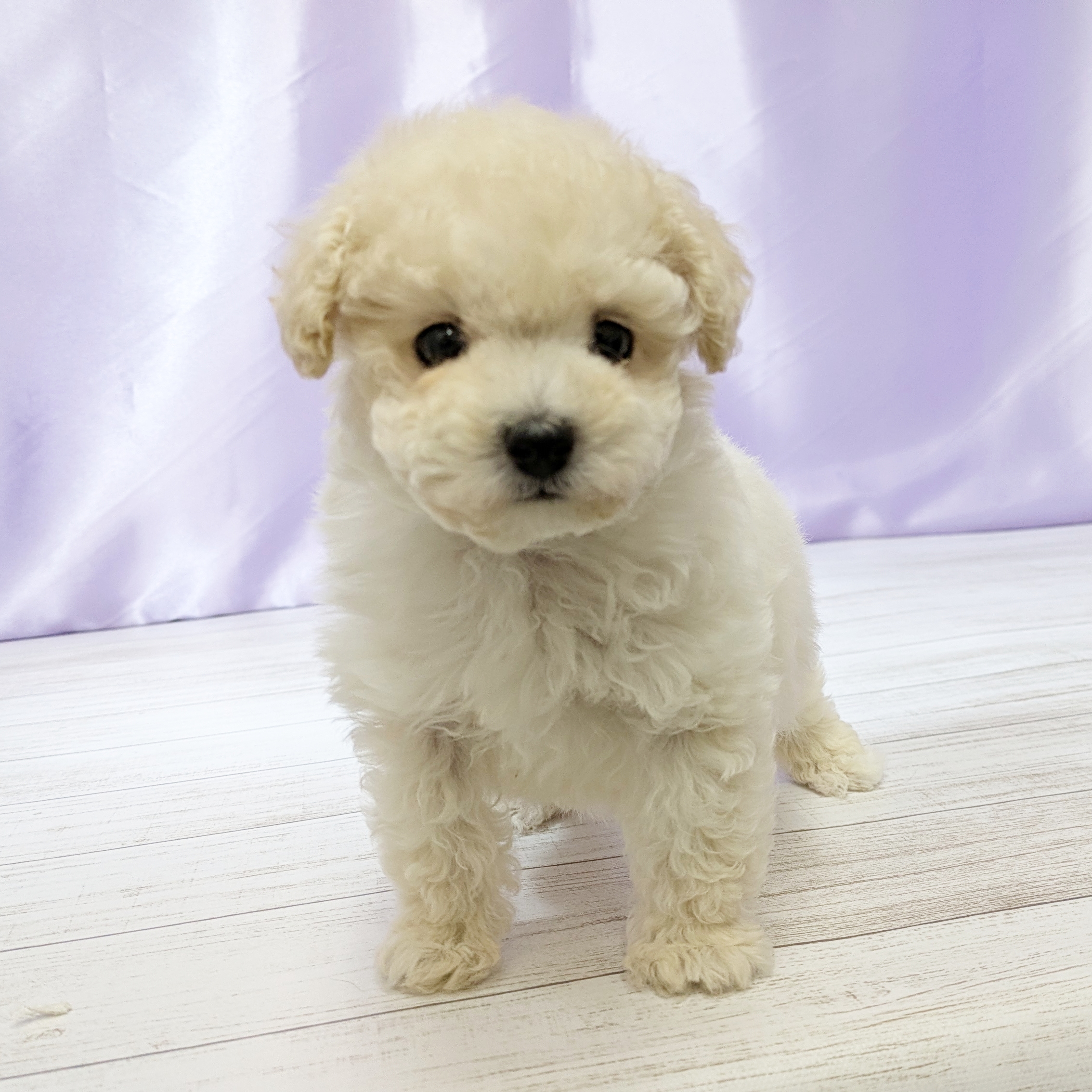 兵庫県のトイプードル(ティーカップ) (犬の家＆猫の里尼崎店/2025年10月30日生まれ/男の子/ペールフォーン)の子犬の3枚目の画像