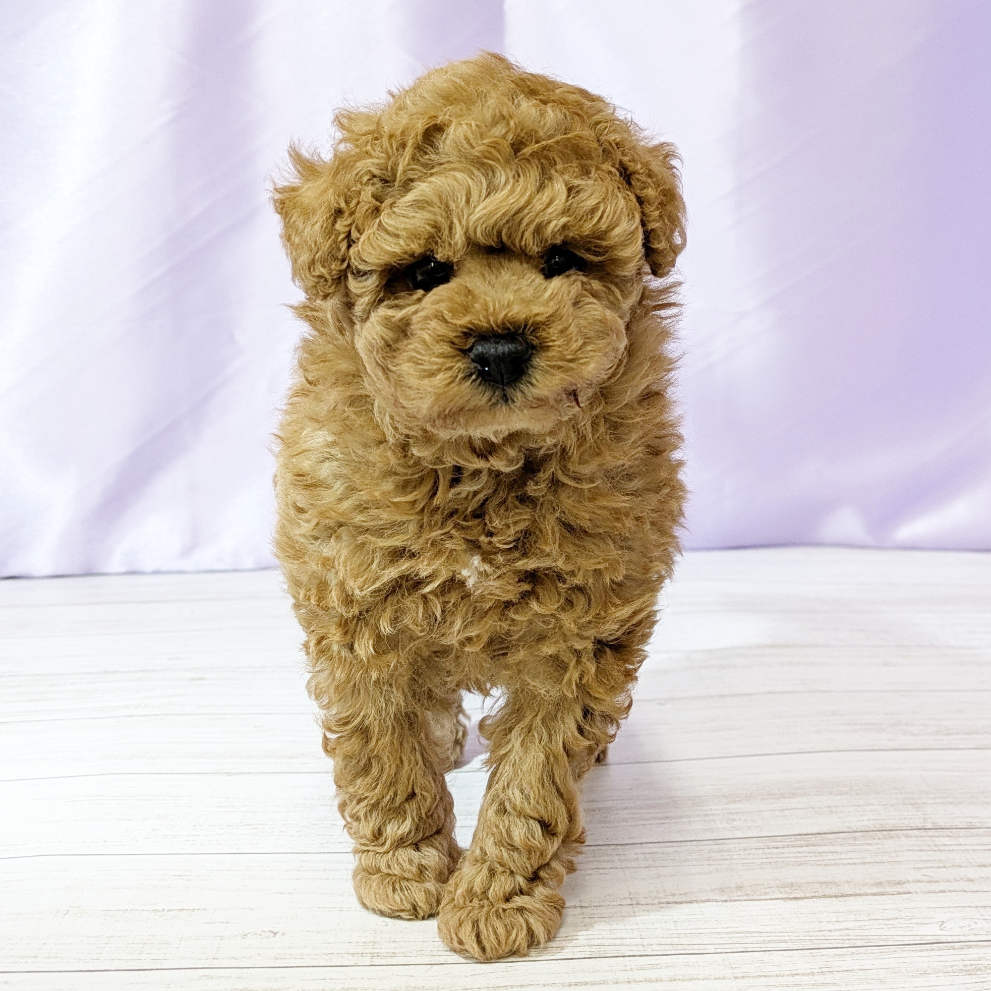 兵庫県のトイプードル(トイ) (犬の家＆猫の里尼崎店/2025年10月31日生まれ/女の子/オレンジフォーン)の子犬の3枚目の画像