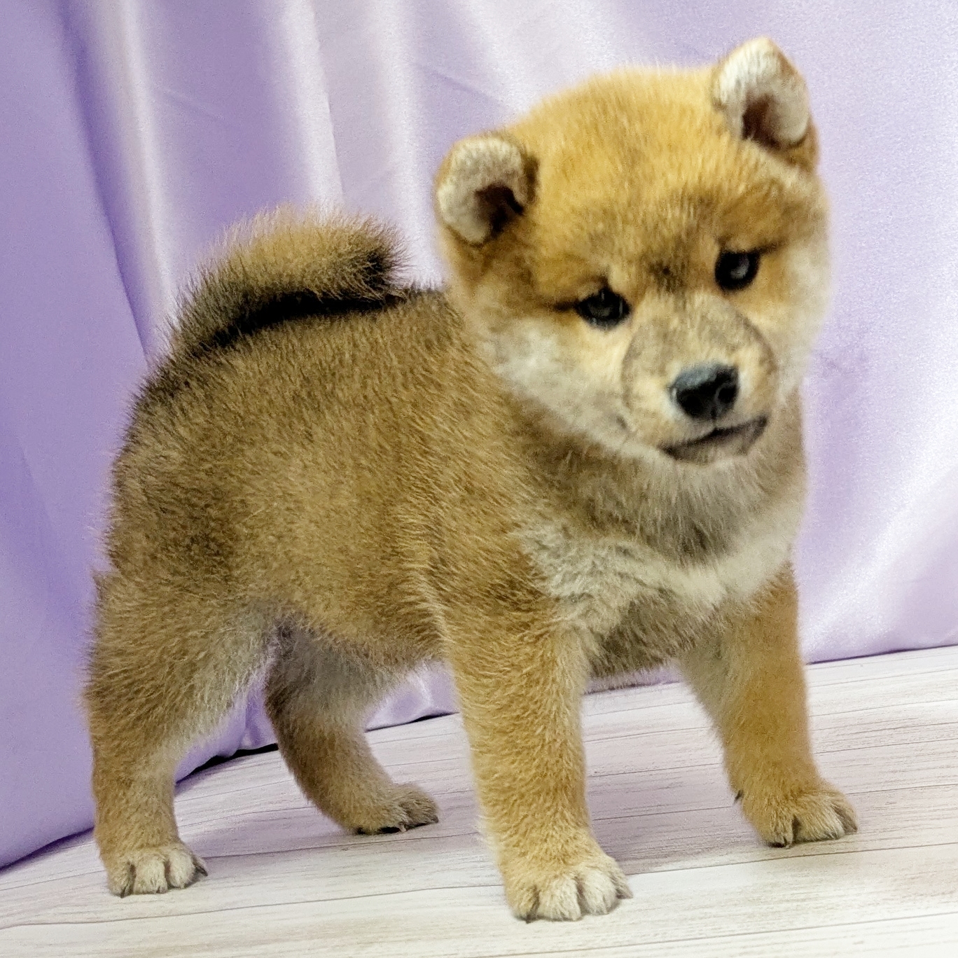 兵庫県の柴犬(標準サイズ) (犬の家＆猫の里尼崎店/2025年10月27日生まれ/男の子/赤)の子犬の3枚目の画像